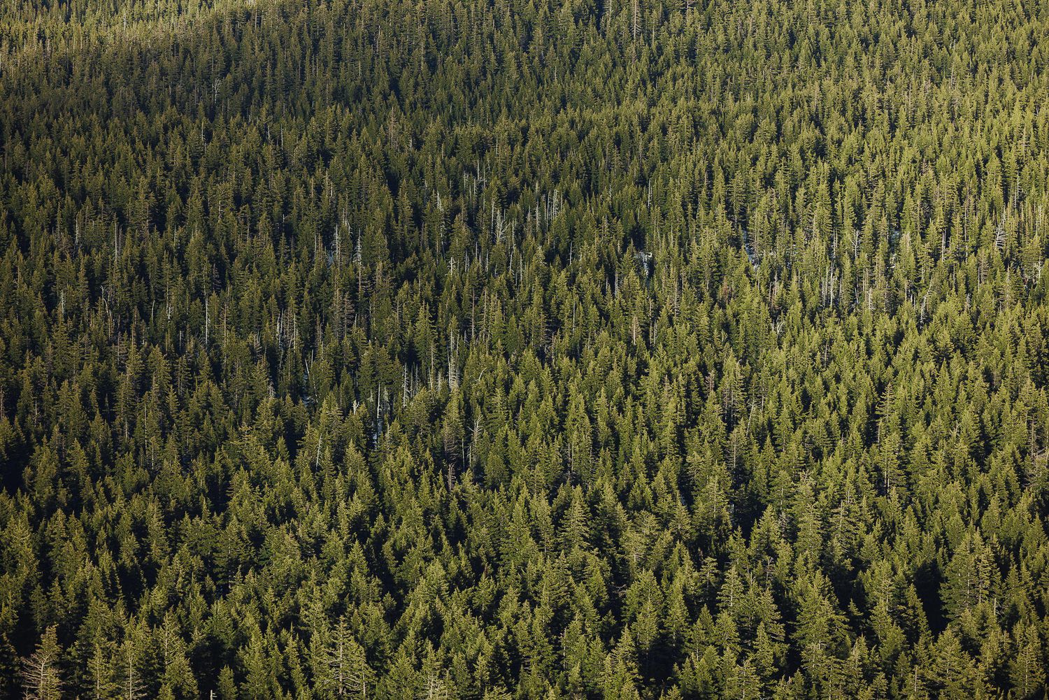 Aerial view of a dense evergreen forest with rows of tall green pine trees stretching across a hillside.