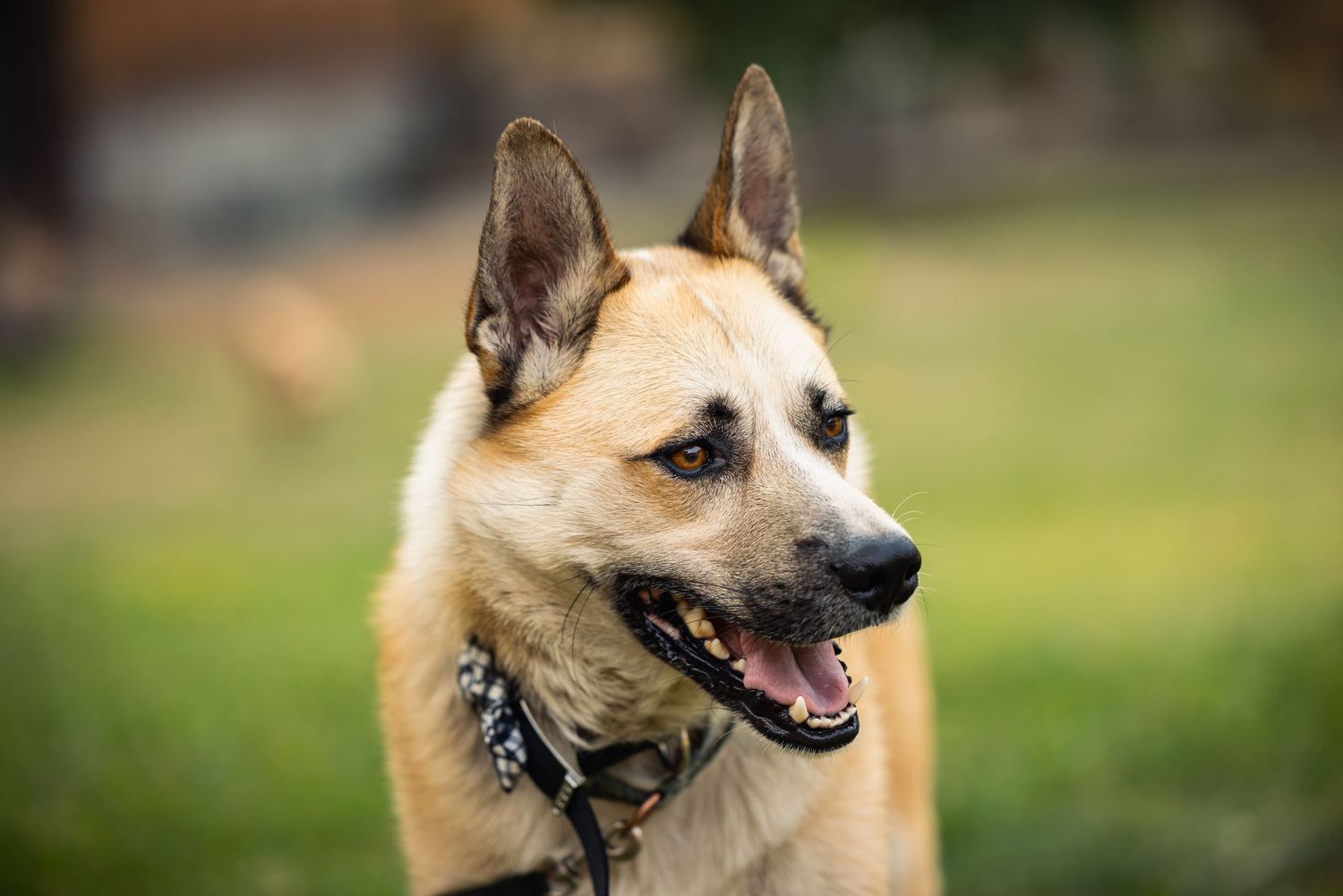 German Shepherd mix dog with pointy ears and tan fur gazing ahead with mouth open in outdoor setting.