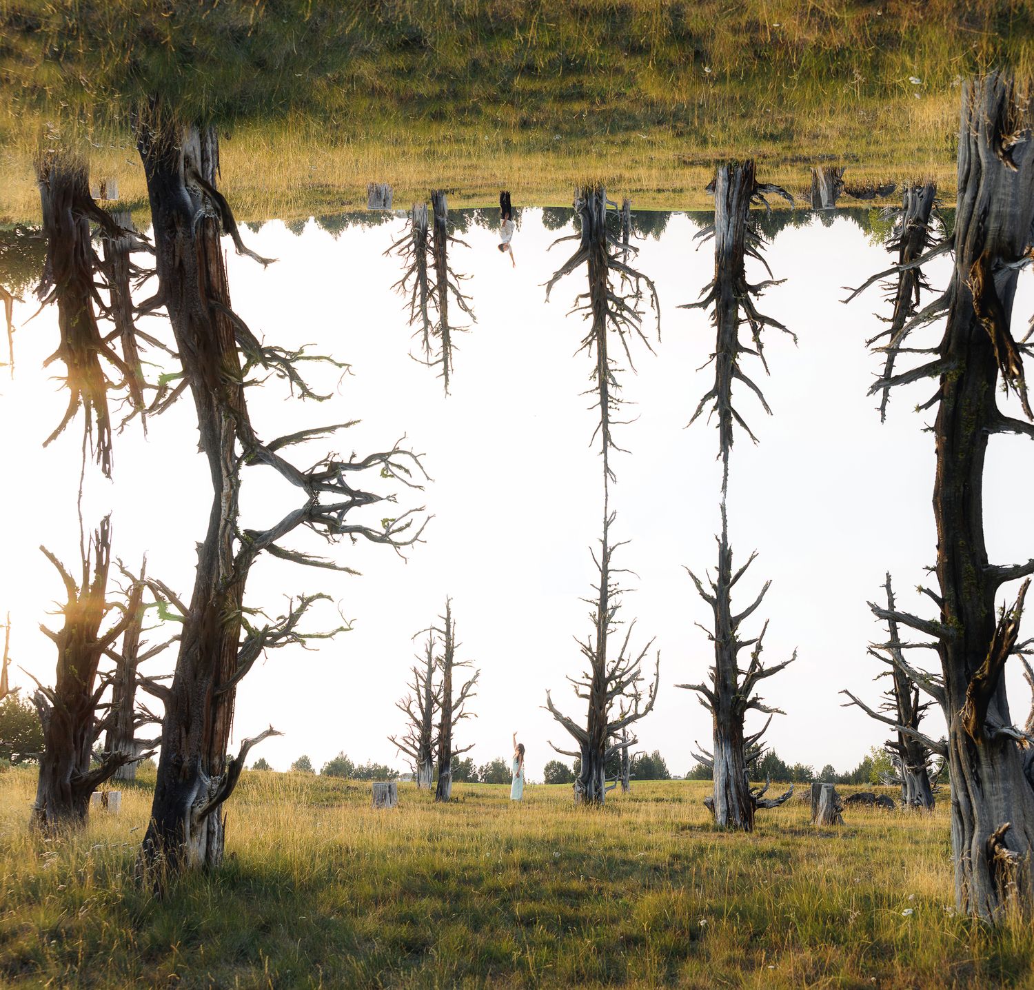 Mirror image of dead bare trees in a golden grass meadow creating a surreal symmetrical landscape.