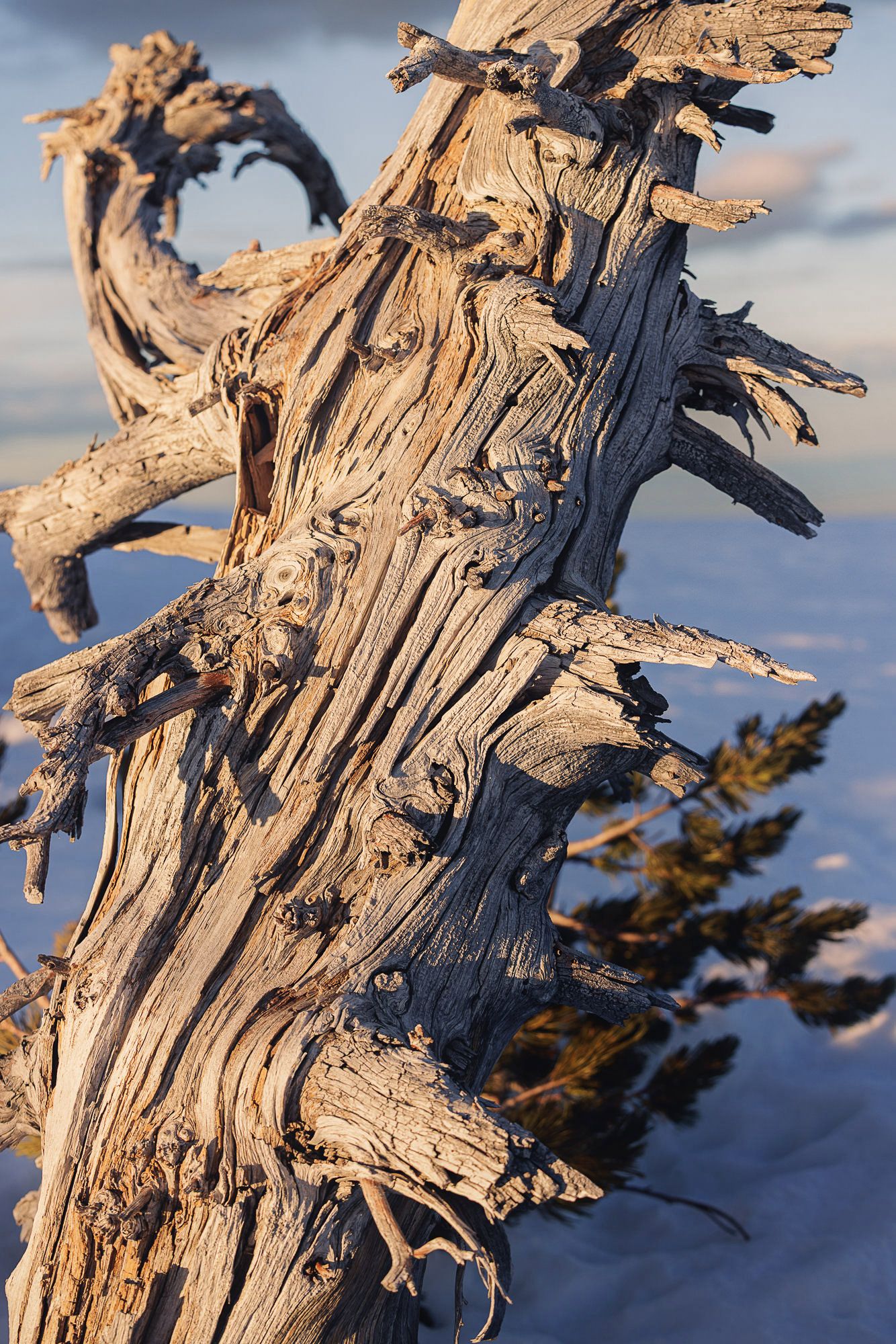 Gnarled ancient bristlecone pine tree trunk with twisted weathered wood against a blue sky at high altitude.