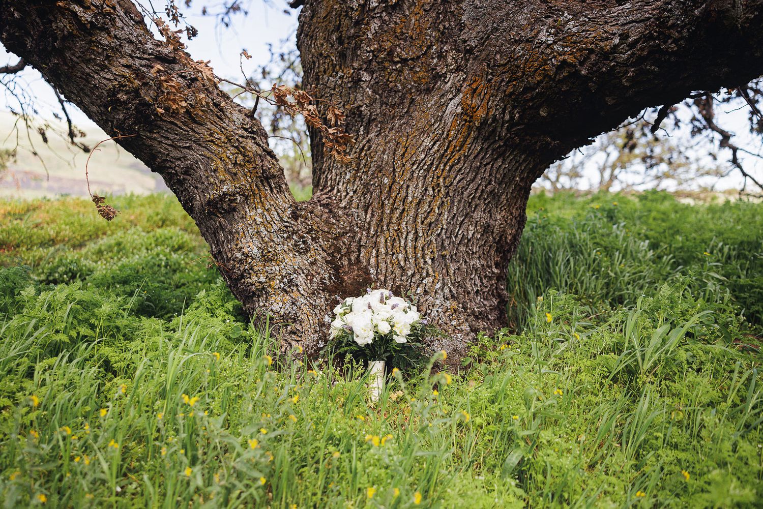 White wedding bouquet resting against a large gnarled tree trunk surrounded by lush green grass.