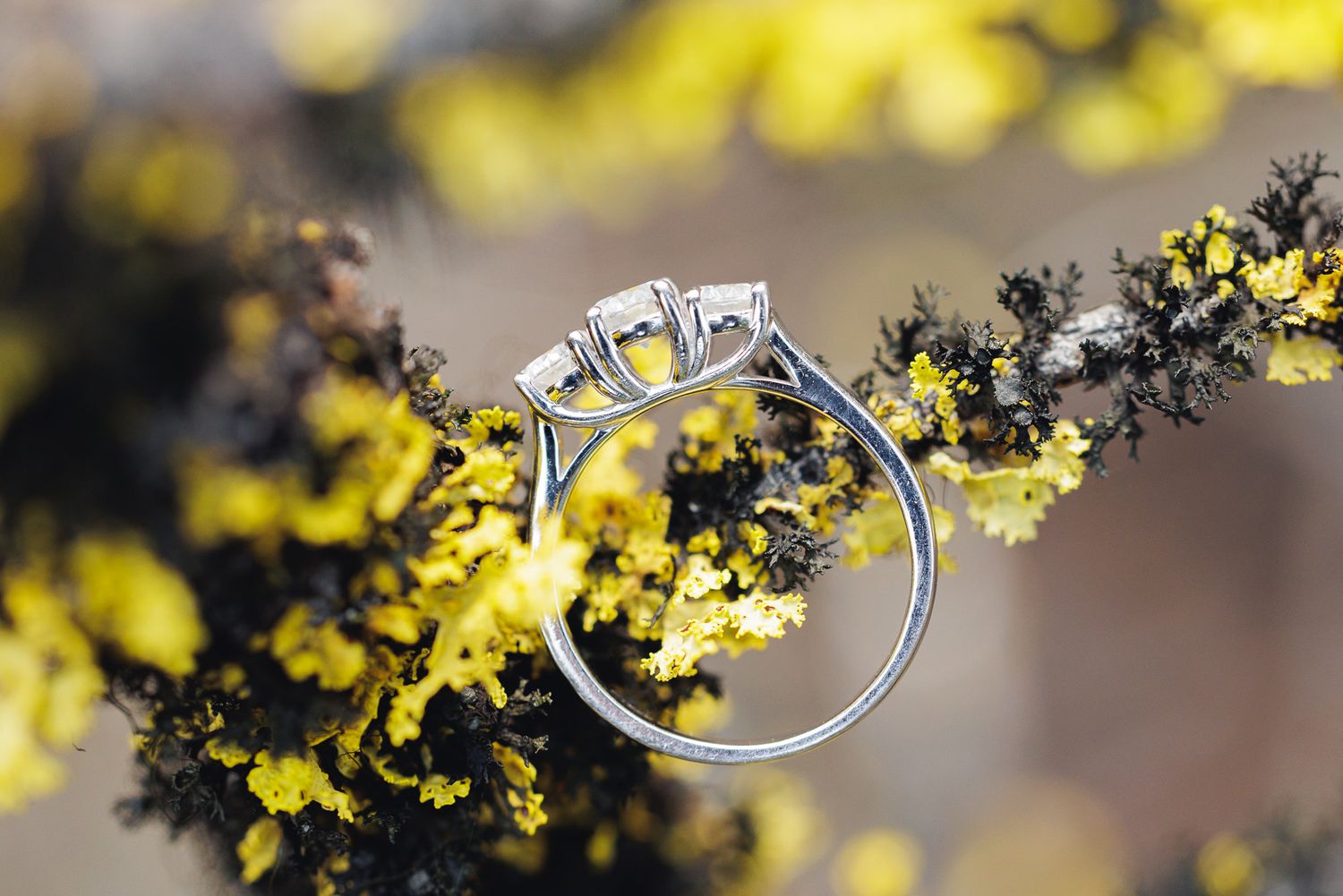 Silver diamond solitaire engagement ring displayed on a branch with vibrant yellow lichen in soft natural light.