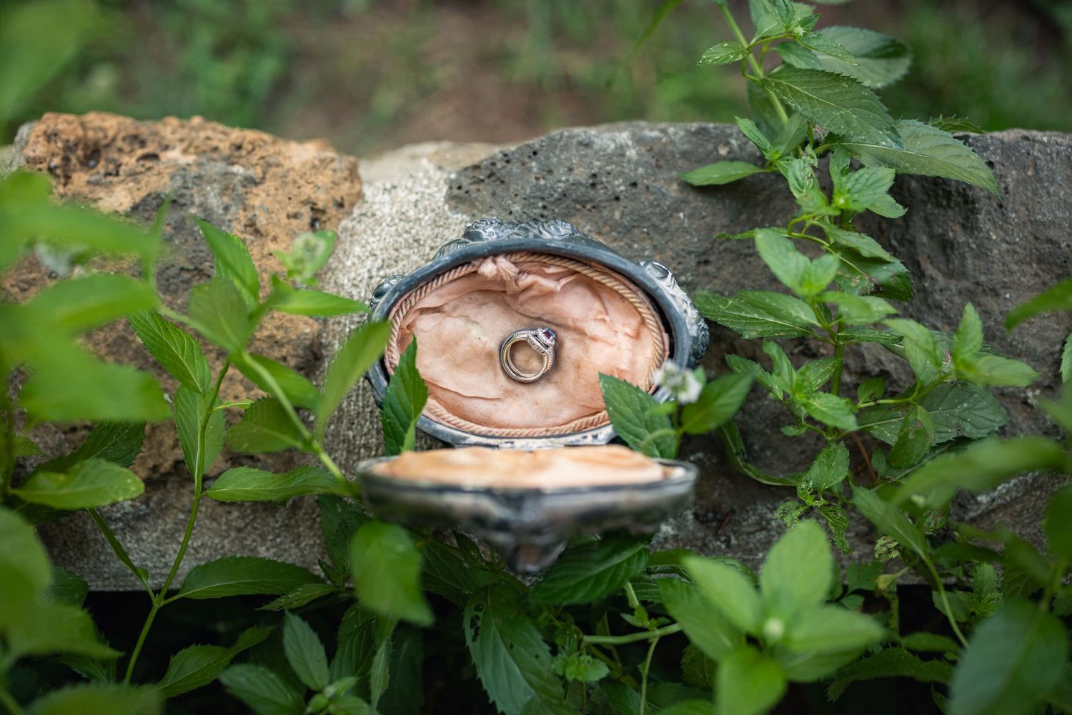 A rusty sealed can hidden among green leaves and rocks in a garden setting.