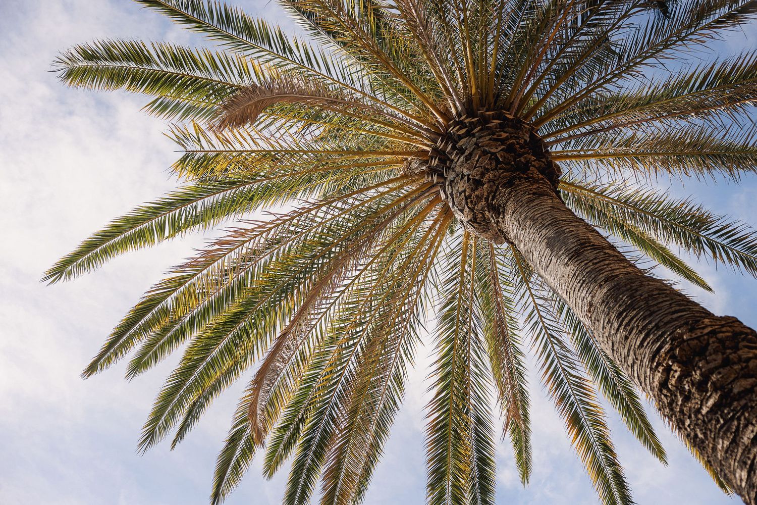 Low angle view of a tall palm tree with green fronds radiating outward against a bright blue sky background.