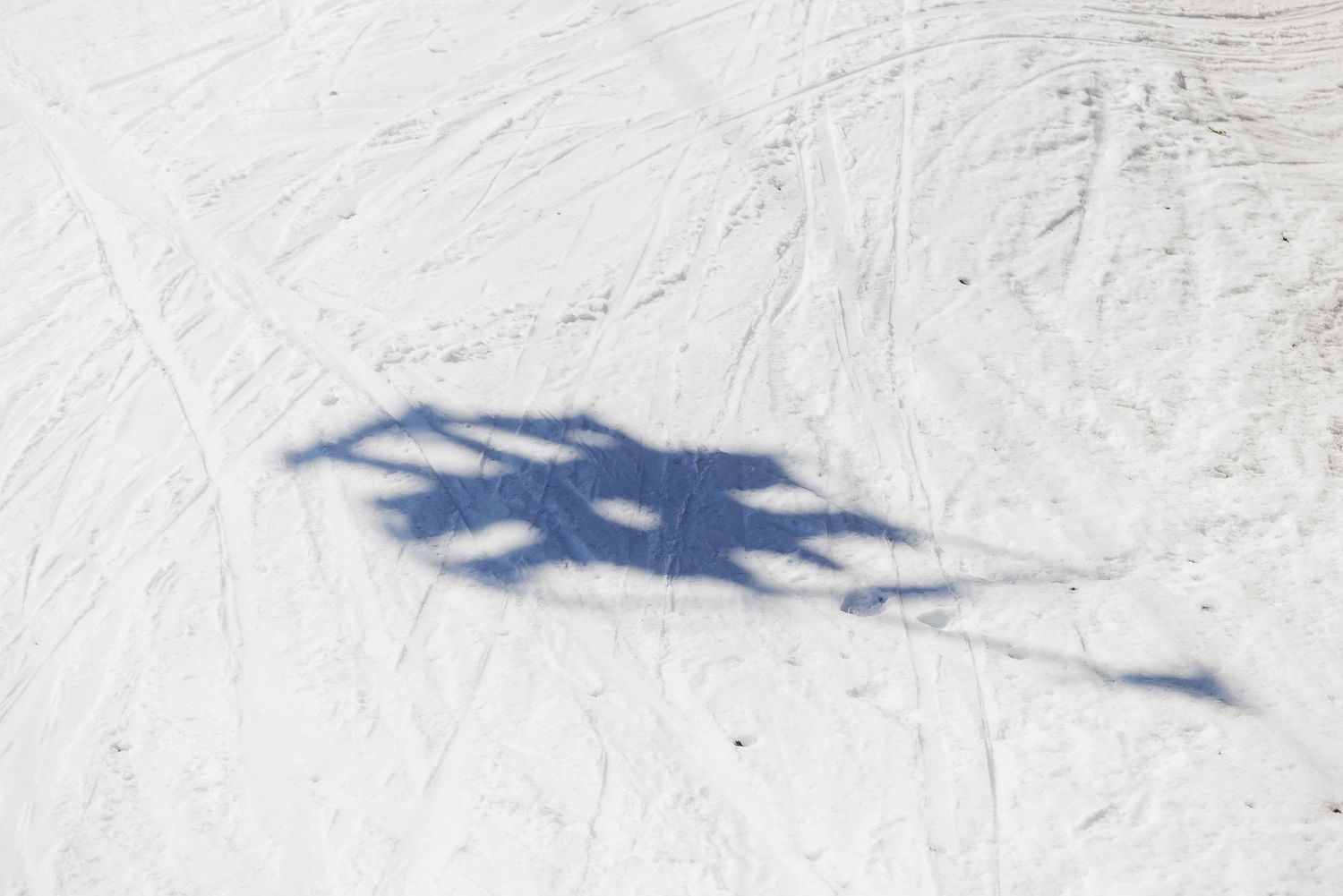 Shadows of tree branches cast on a snowy surface.
