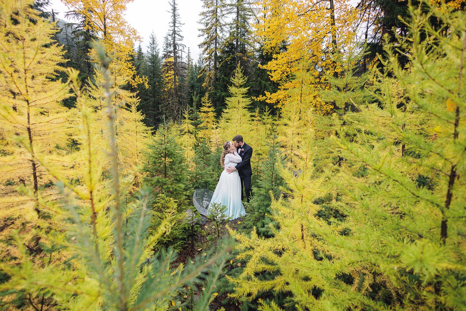 A couple in wedding attire stands among vibrant yellow larch trees during autumn in a mountain forest setting.