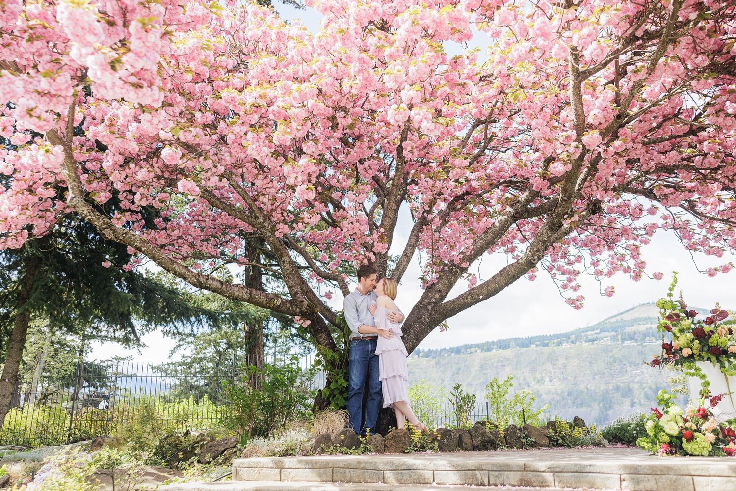 Couple embracing under a stunning pink cherry blossom tree in full bloom with mountain views in background.