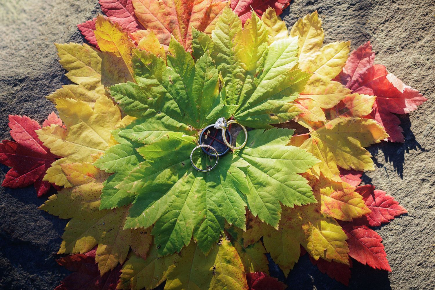 Wedding rings resting on colorful autumn leaves arranged in a circle, displaying green, yellow, orange, and red fall foliage.