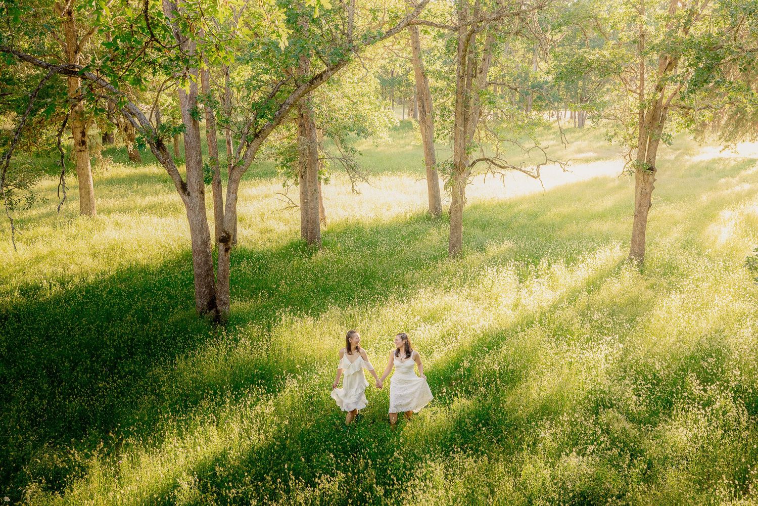 Dreamy sunlit meadow scene with trees casting long shadows in golden evening light.