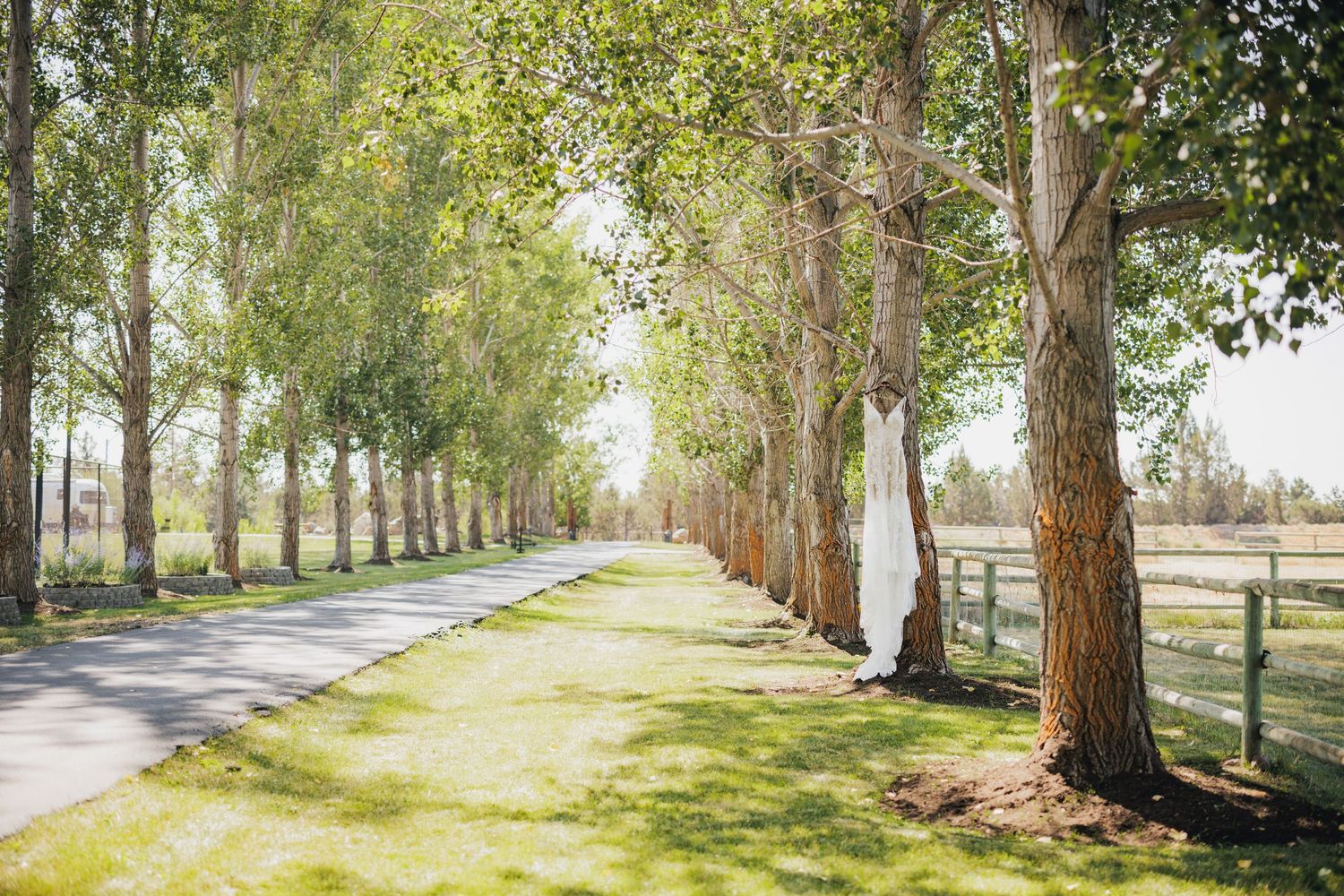A scenic tree-lined country road with dappled sunlight casting shadows on a grassy path beside white fencing.