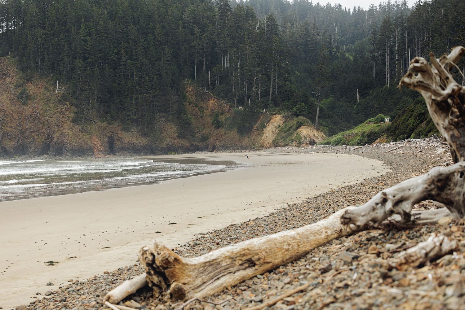 Driftwood logs on a rocky Pacific Northwest beach with dense evergreen forest and curved shoreline.