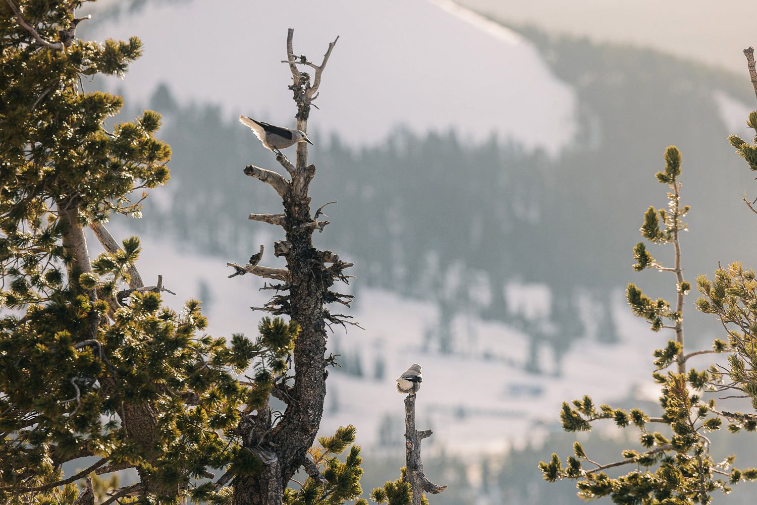 Dead tree branches stand against a snowy mountain backdrop surrounded by evergreen pine trees in winter wilderness.