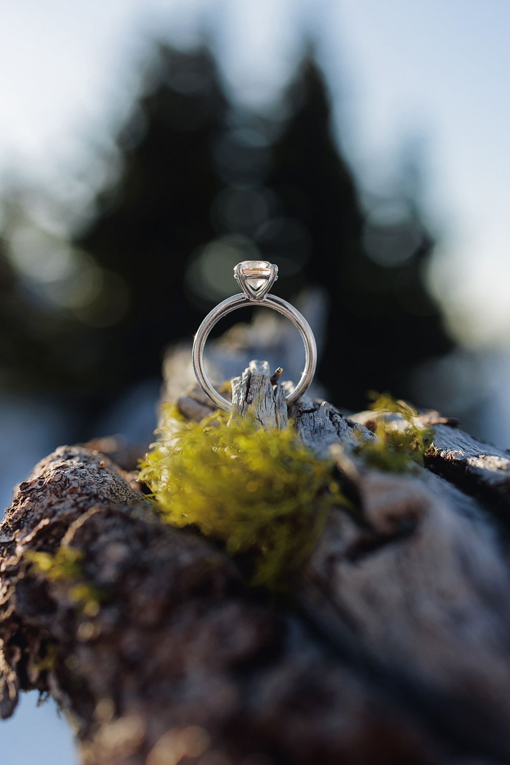 Close-up macro photography of an elegant diamond engagement ring perched on moss with evergreen trees in background.