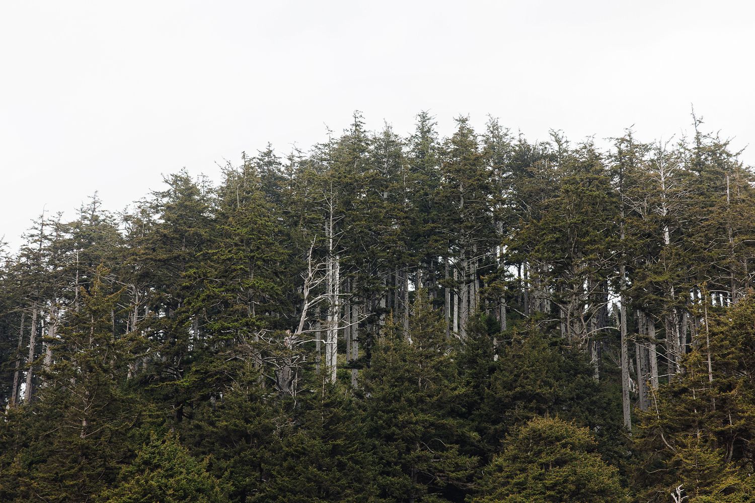 Dense evergreen forest on a hillside under overcast gray sky in a Pacific Northwest landscape.