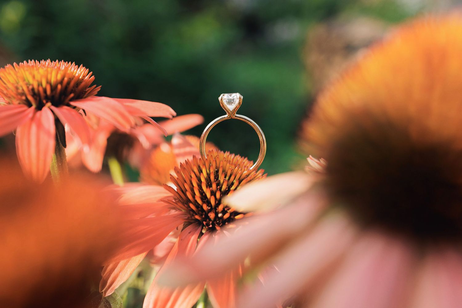Gold diamond engagement ring balanced on a pink coneflower bloom in a garden setting.