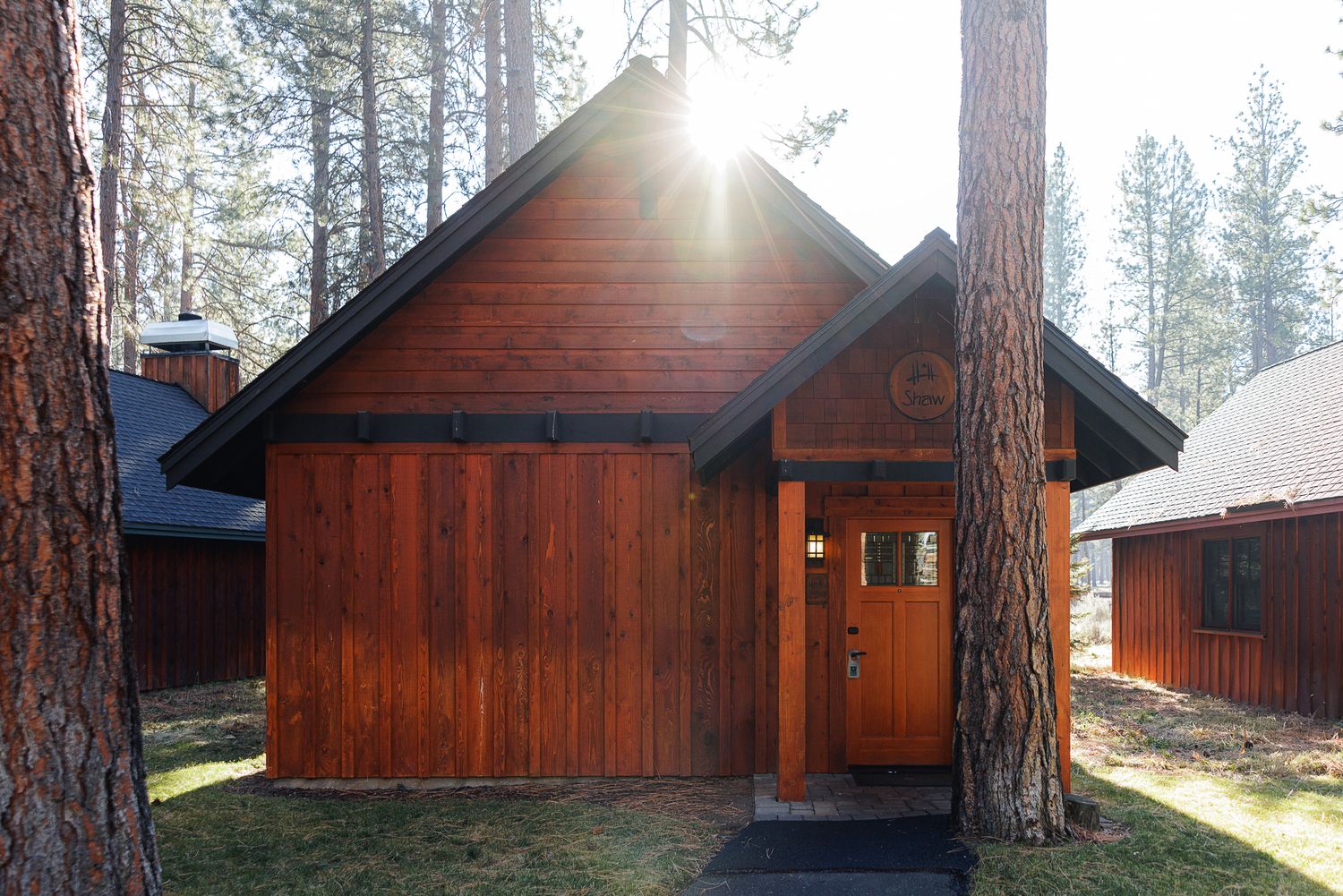 Rustic wooden cabin in a pine forest with sunlight streaming through the trees and casting warm shadows.