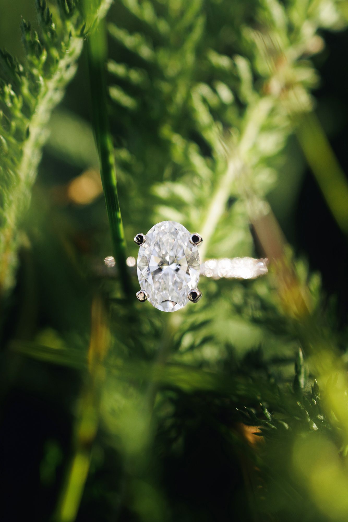Oval diamond solitaire engagement ring with pavé band nestled among lush green ferns in natural light.