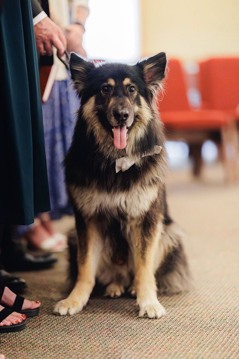 A happy German Shepherd mix dog with black and tan fur sits on carpet while wearing a collar.