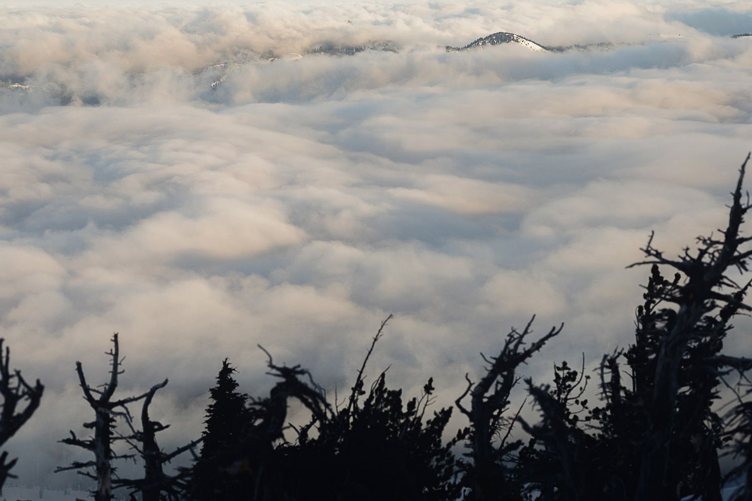 Silhouettes of bare trees stand against a cloudy mountain skyline at dusk.