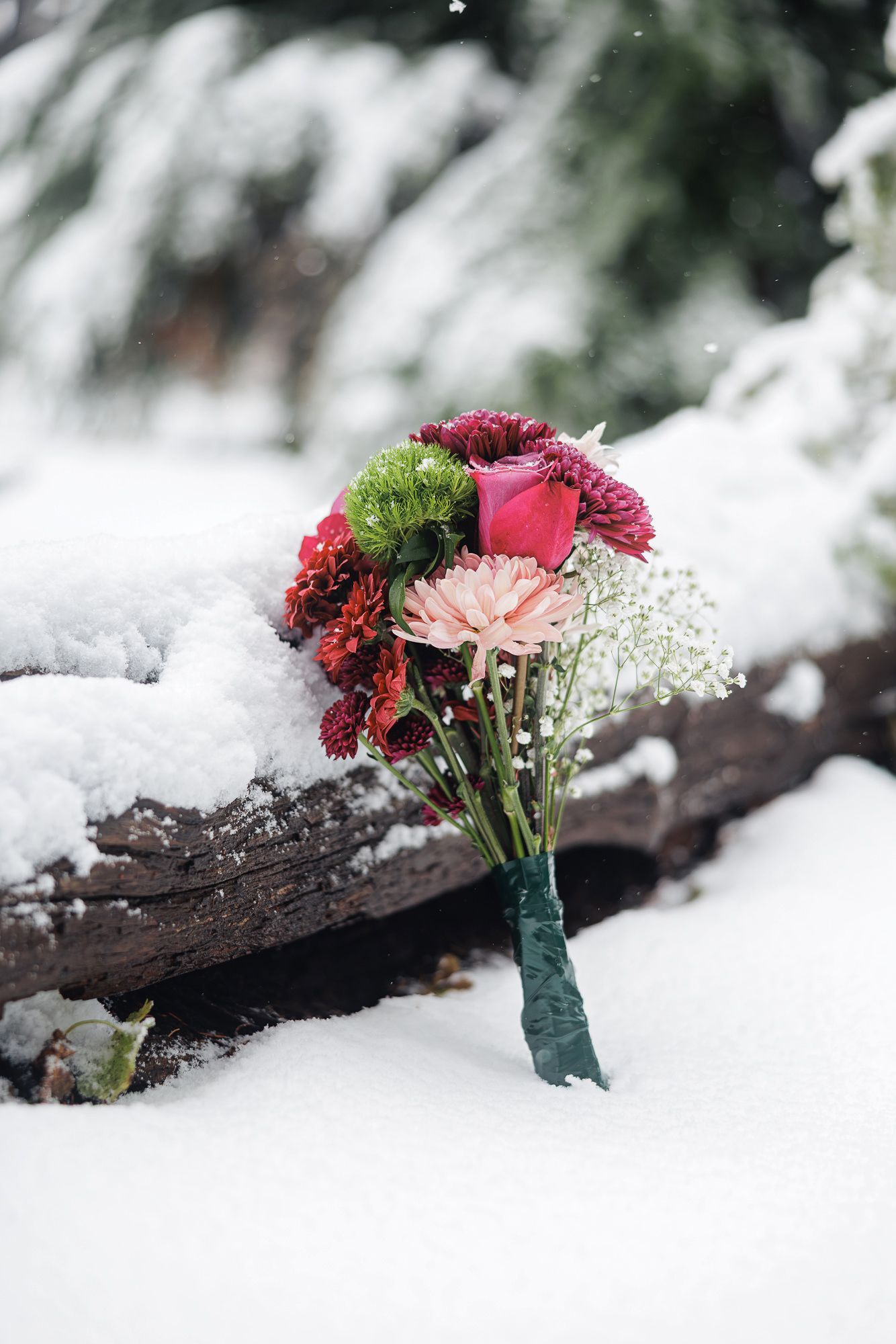 Colorful carnations and baby's breath flowers rest in snow against a dark tree branch in winter.