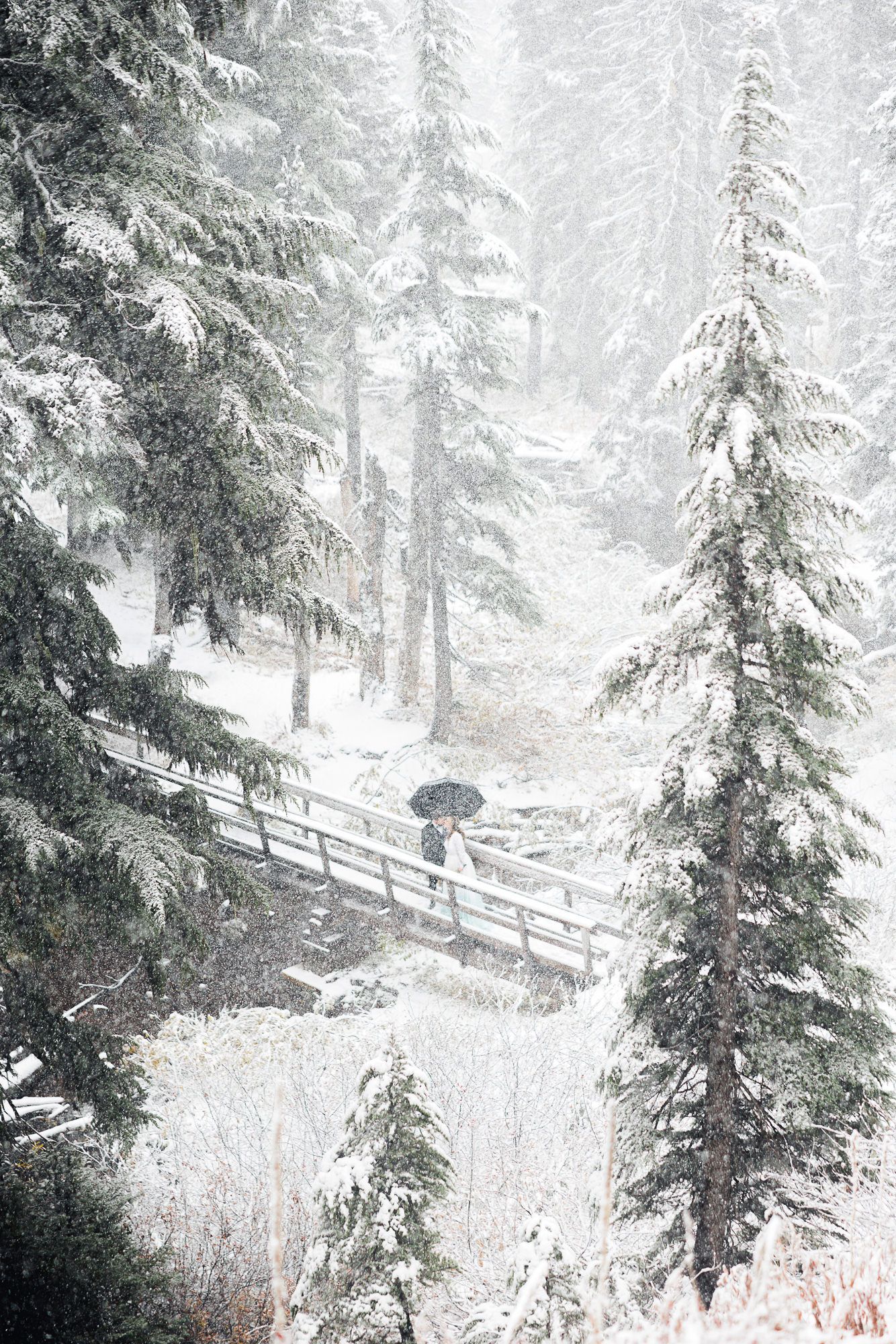 A figure with an umbrella walks along a snowy forest path between tall evergreen trees in misty winter weather.