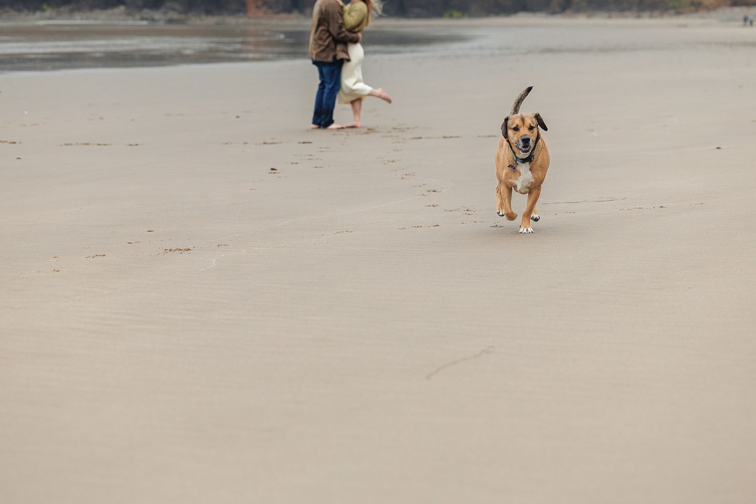 A happy tan dog runs freely on a sandy beach while a person walks barefoot in the background.