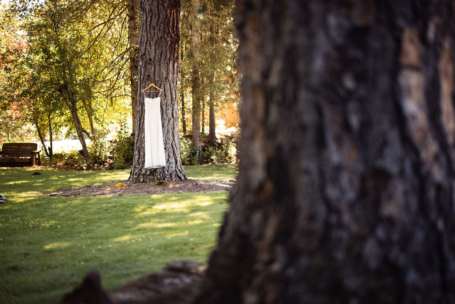 A white wedding dress hangs on a large tree trunk in a sunlit forest garden setting.