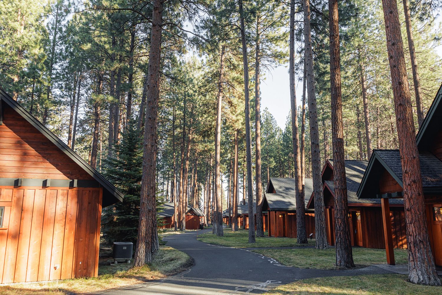 Scenic view of rustic wooden cabins nestled among tall pine trees at a forest campground or resort property.