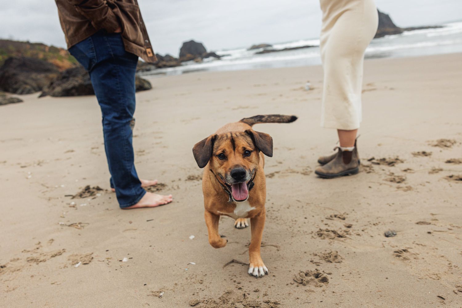 A happy brown dog runs on a sandy beach alongside two people on a cloudy day.