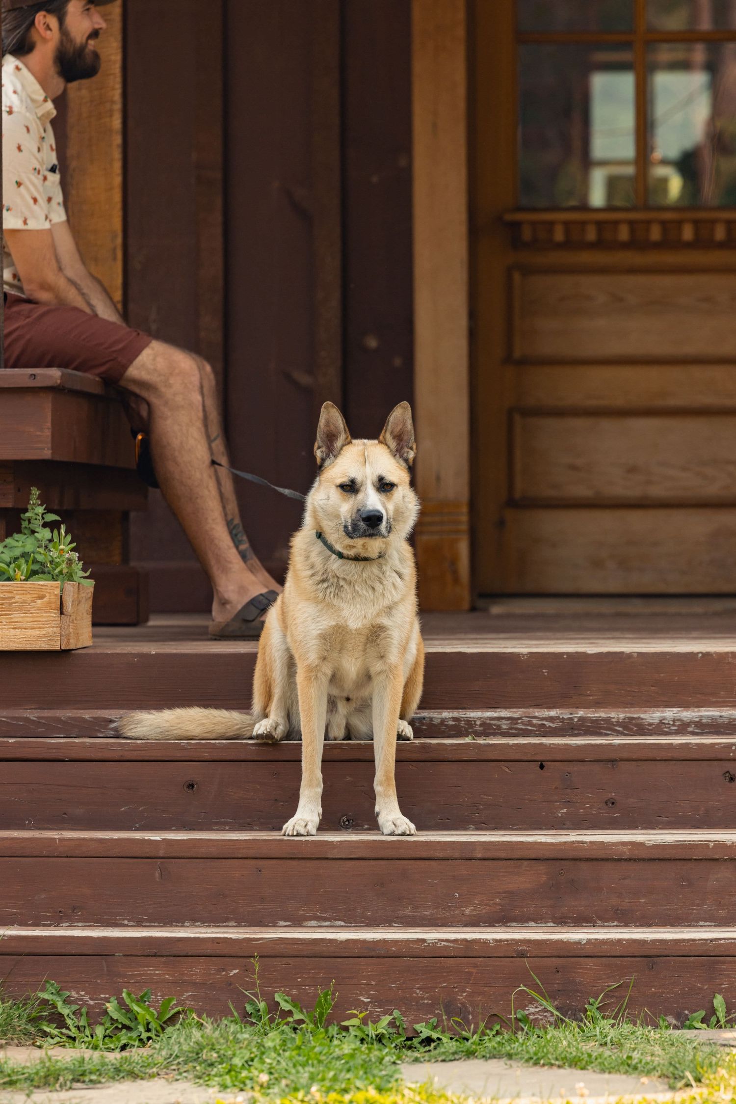 A German Shepherd mix dog stands alert on wooden porch steps while someone sits nearby at a rustic cabin entrance.