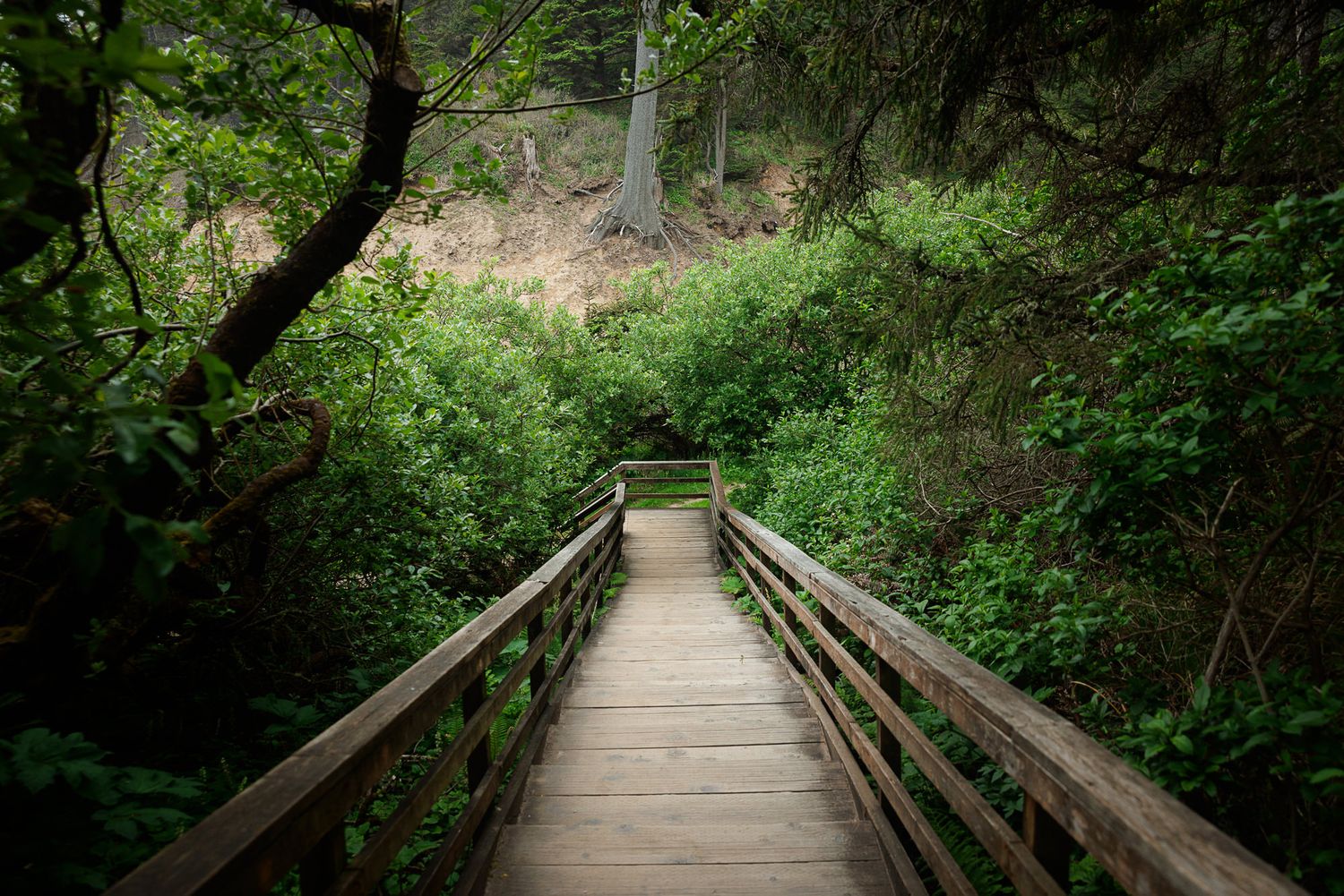 Wooden footbridge leading through lush green forest with dense foliage and trees in natural park setting.