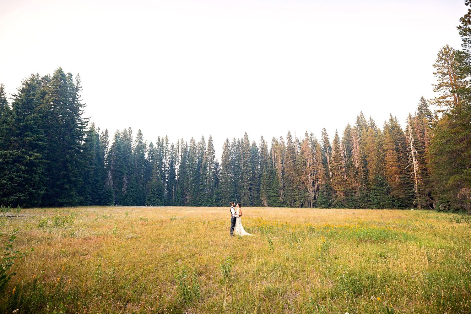 A lone figure stands in a sunlit meadow surrounded by evergreen and birch trees creating a romantic forest setting.