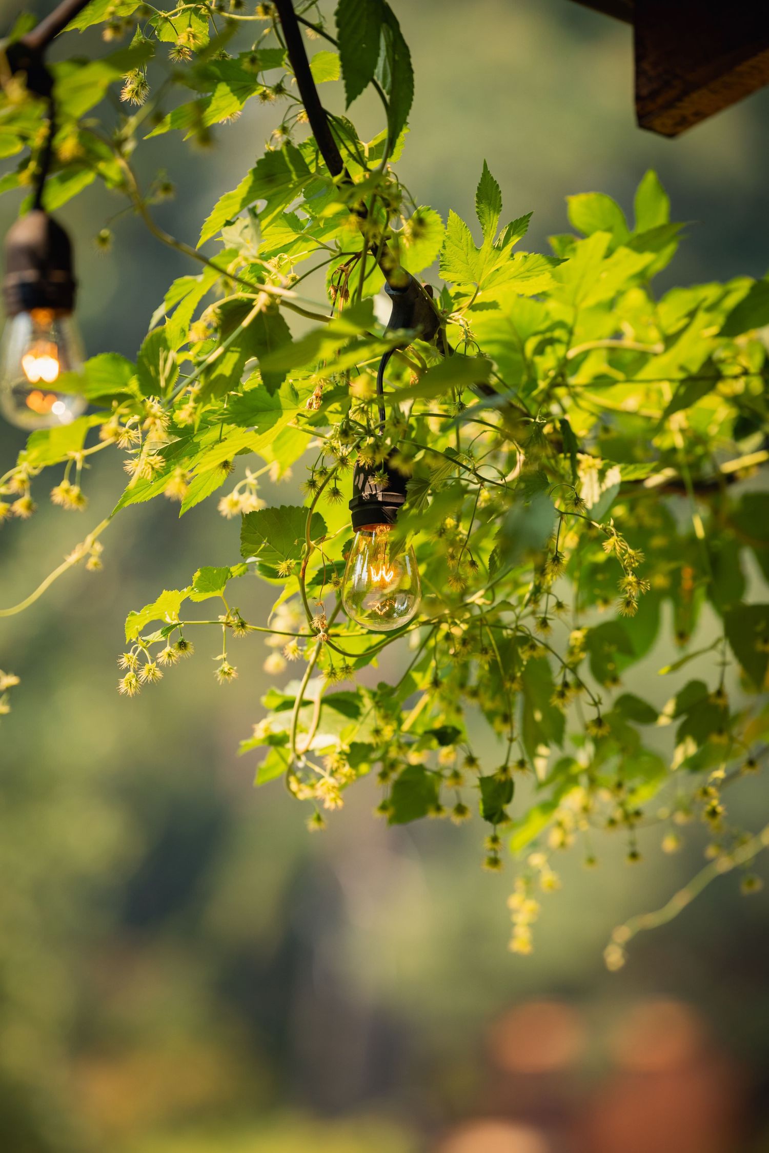 Light bulbs hang among green leaves and branches with a soft bokeh background creating a dreamy garden atmosphere.