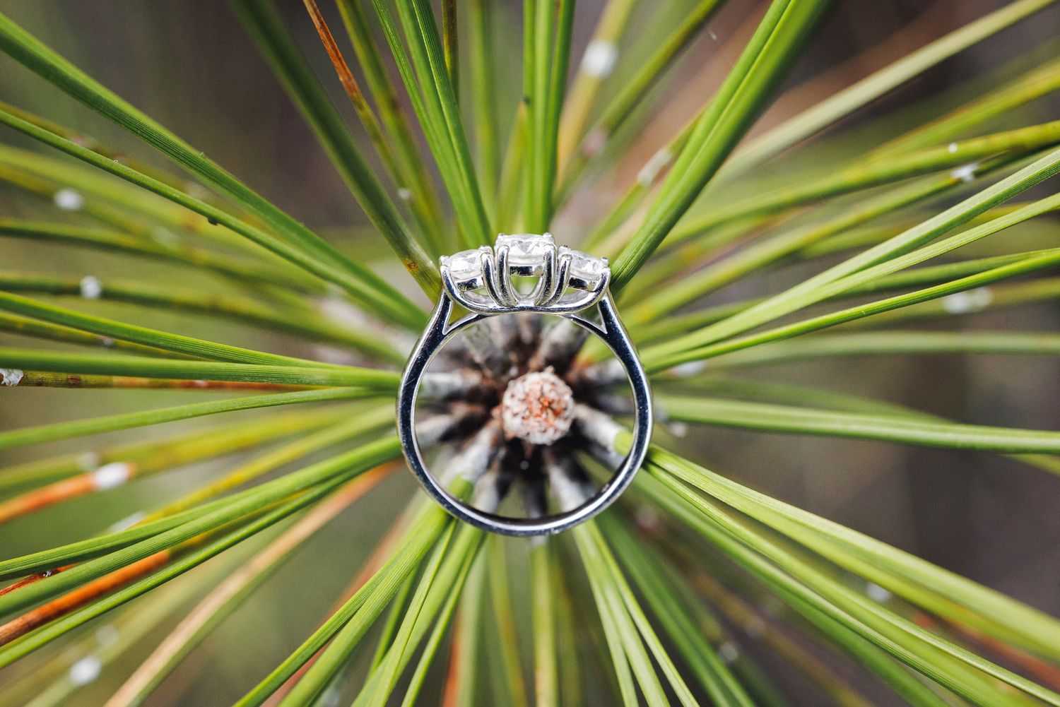 Diamond engagement ring balanced on pine needles with bokeh background, showcasing elegant solitaire setting.
