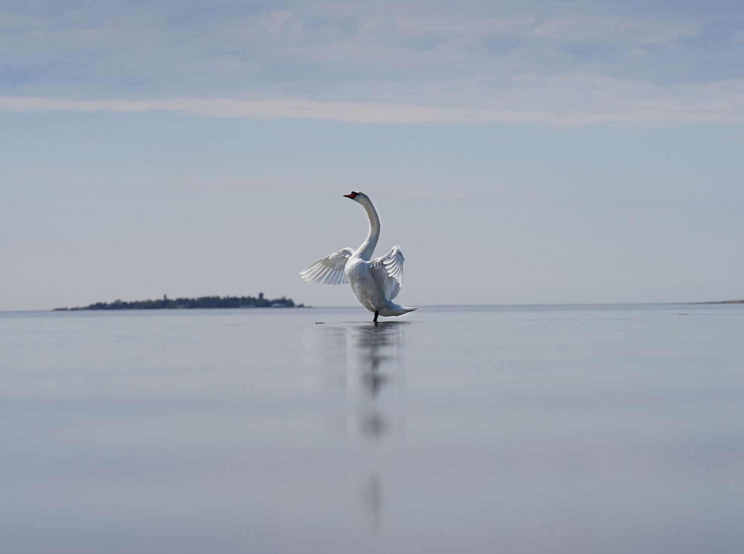 Minimalist landscape of a seabird soaring over calm water with distant shoreline silhouettes in muted blue tones.