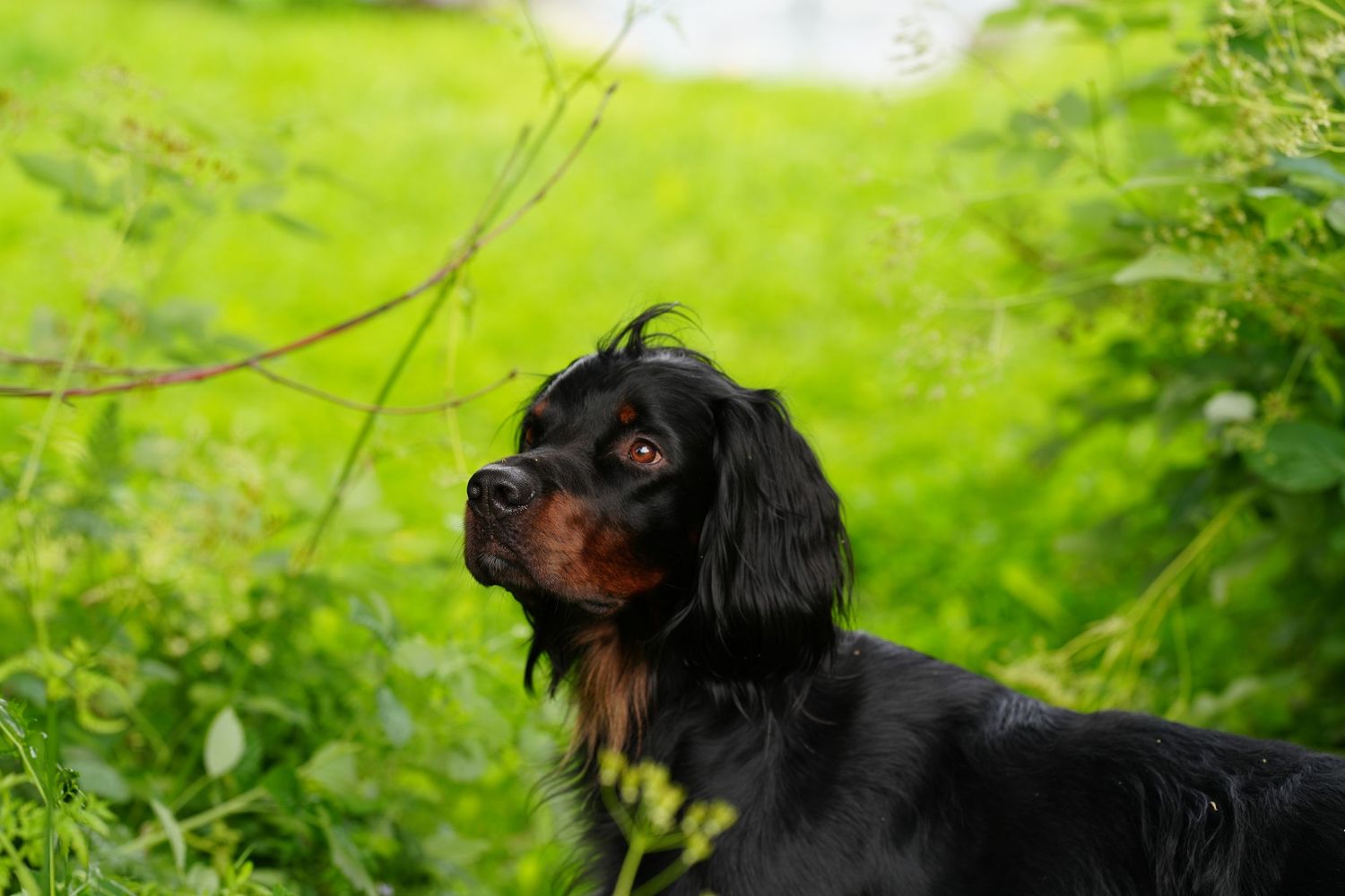 Black Gordon Setter dog in lush green garden setting looking alert.