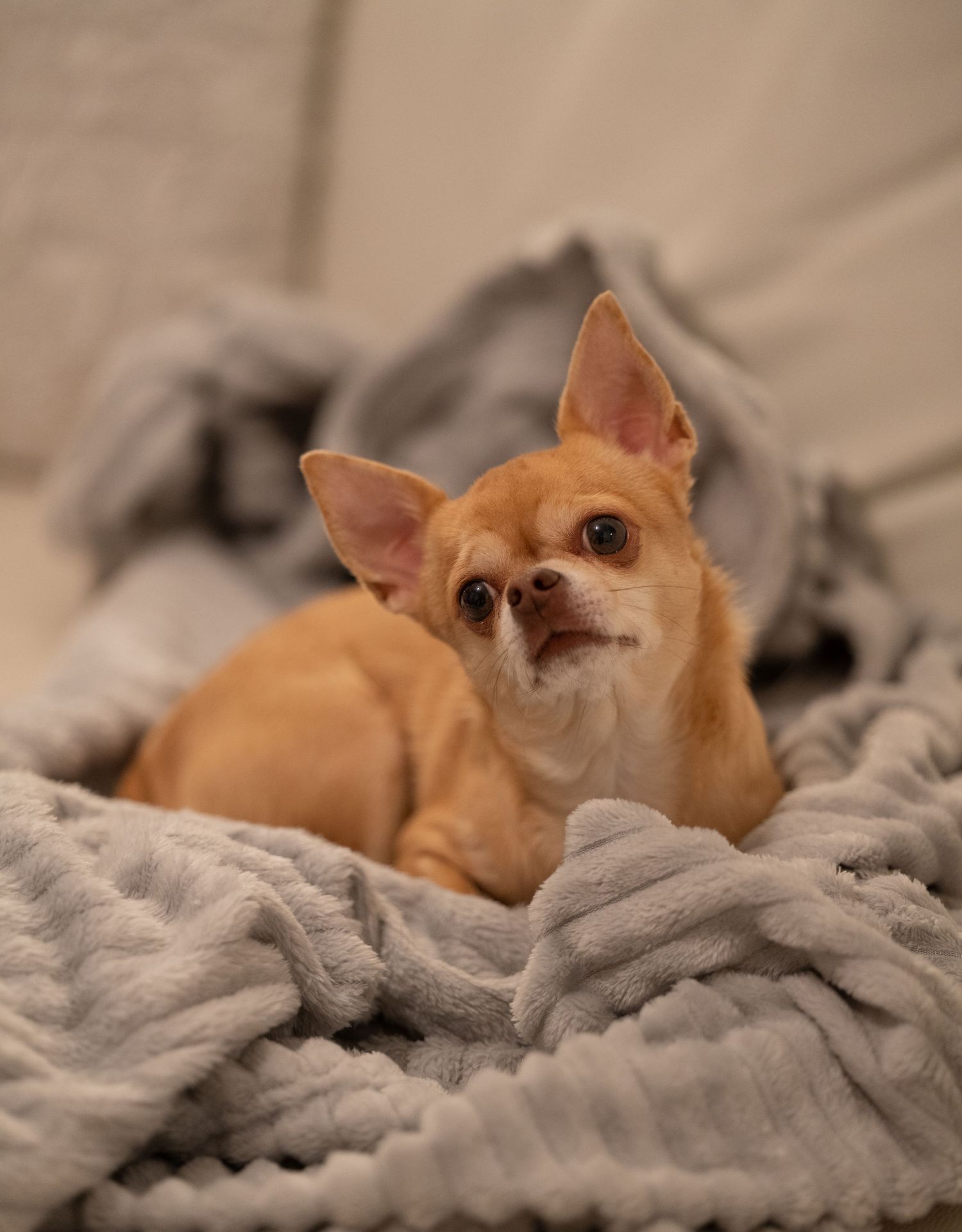 A small brown Chihuahua dog rests comfortably on a soft gray blanket.