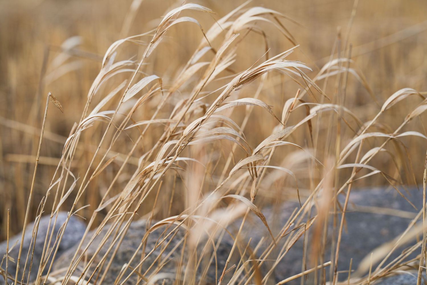 Golden wheat stalks swaying in breeze against blurred background.
