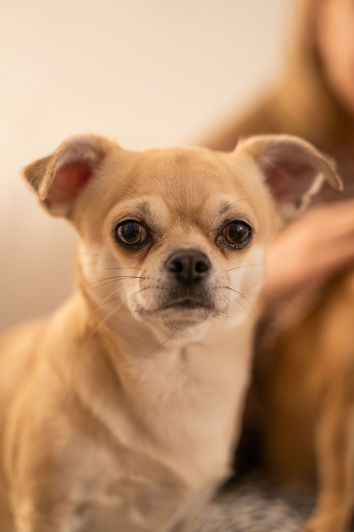 Close-up series of a tan Chihuahua dog's face showing different expressions and angles in warm lighting.