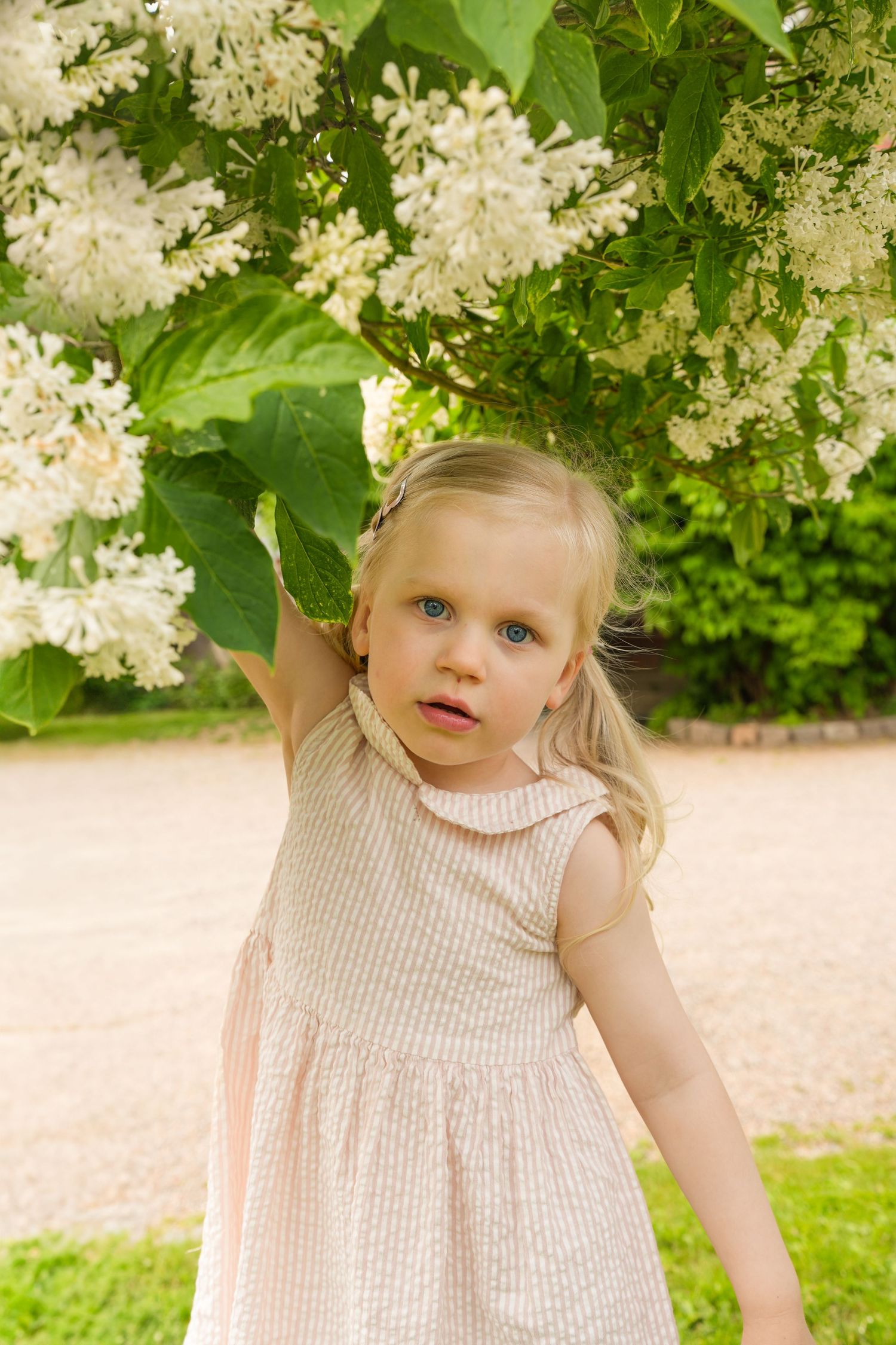 A small child in a pale striped dress stands under blooming white lilac flowers in a garden setting.