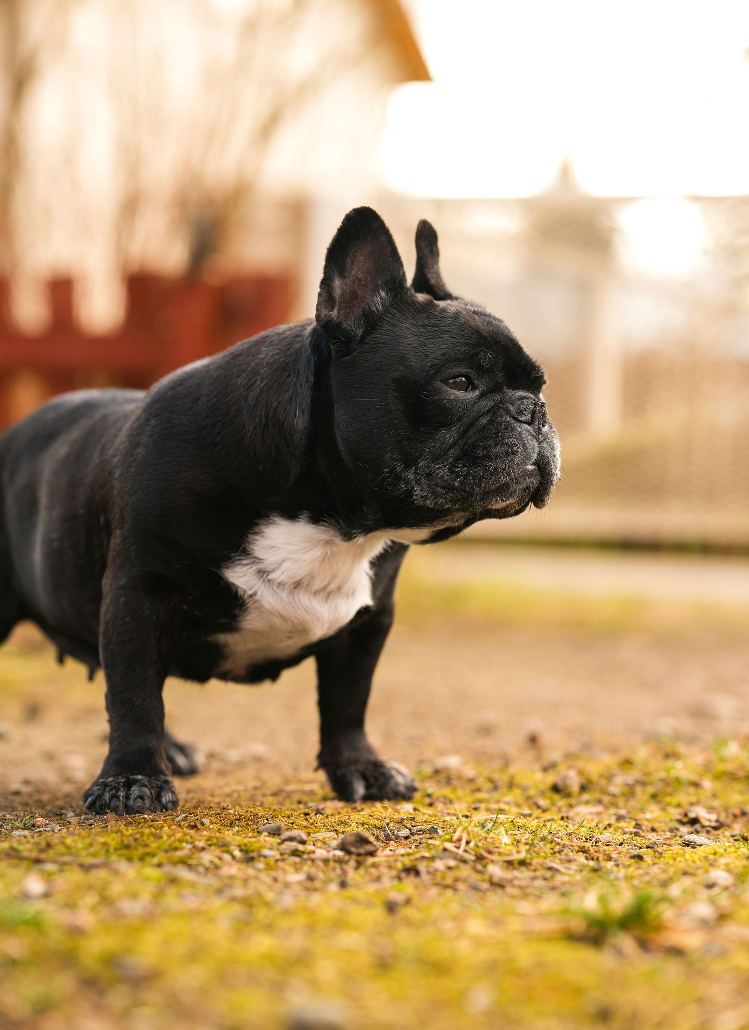 Black and white French Bulldog standing in profile view on autumn ground during golden hour sunset.