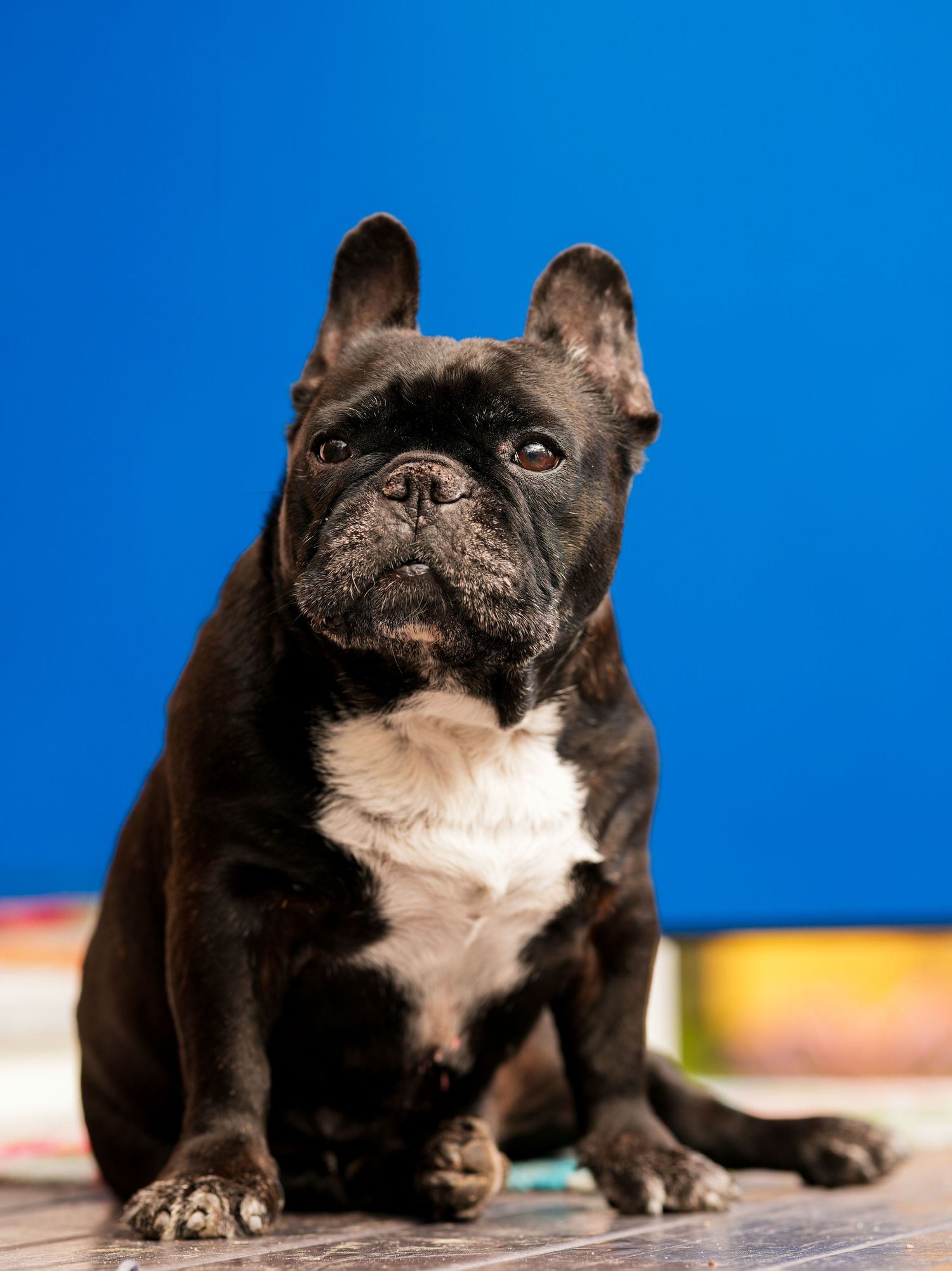 A black and white French Bulldog sits alertly against a vibrant blue background.