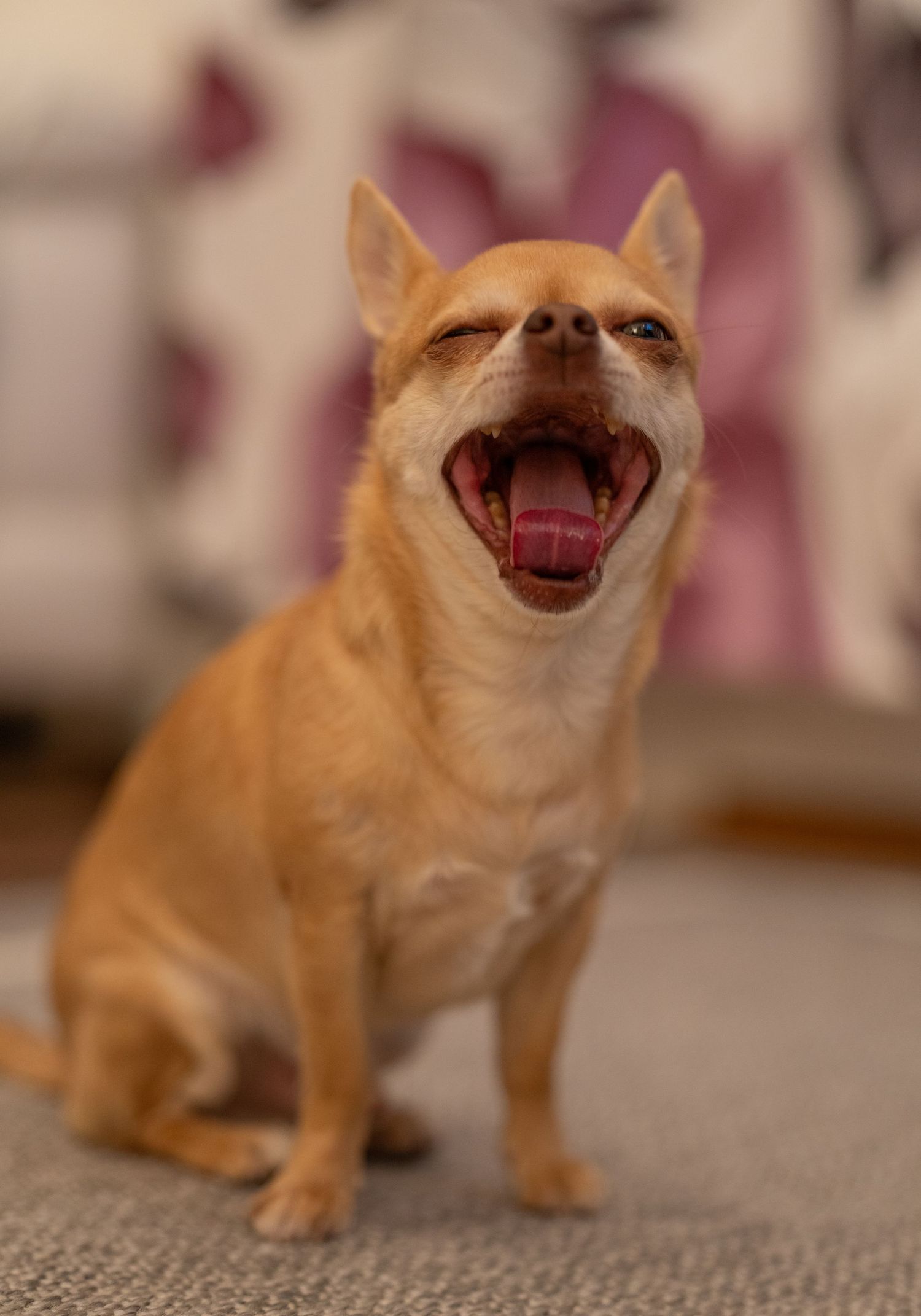 A small orange Chihuahua puppy sits on a beige carpet while yawning or laughing with its mouth wide open.