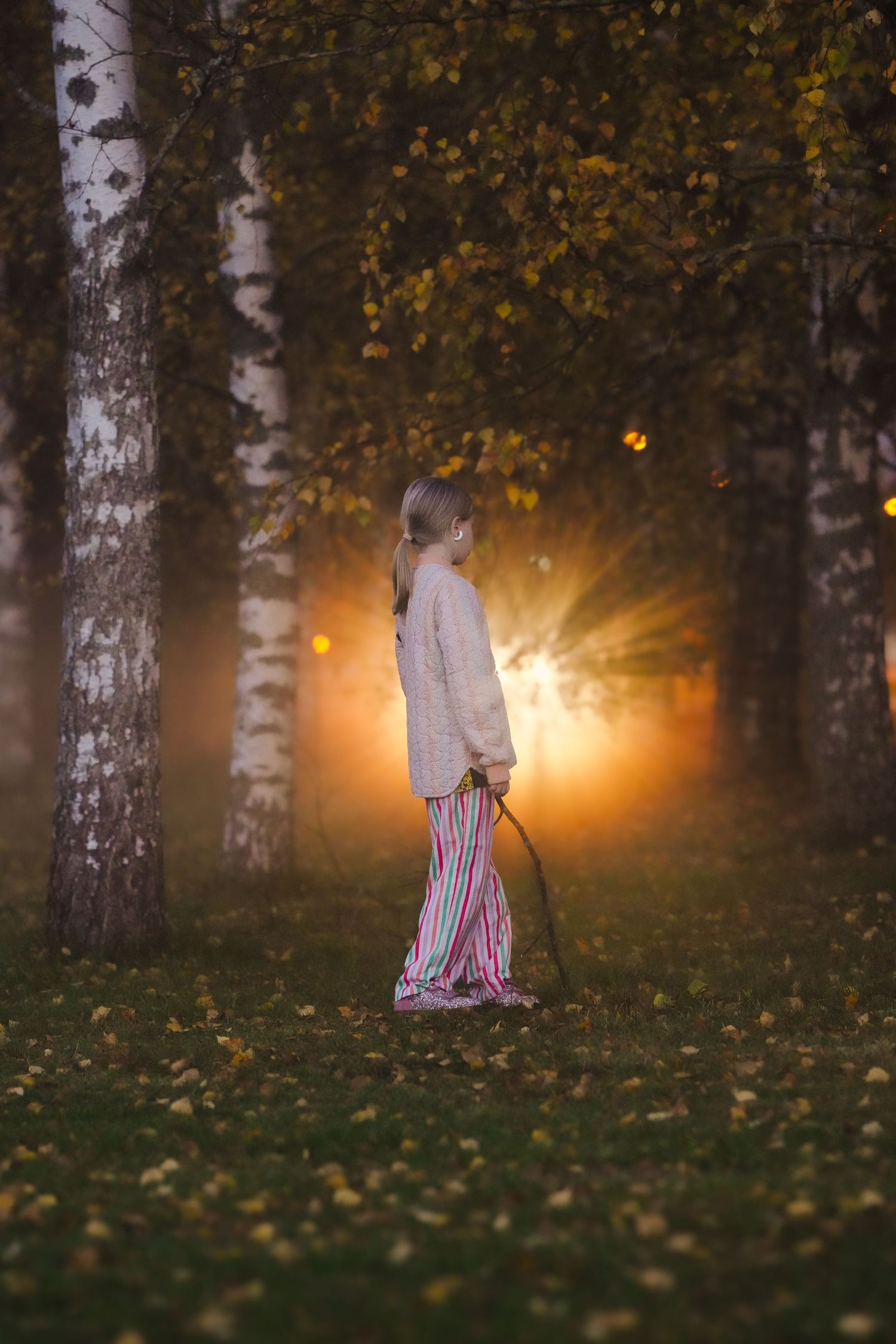 Silhouette of person walking through birch trees at sunset with golden light.