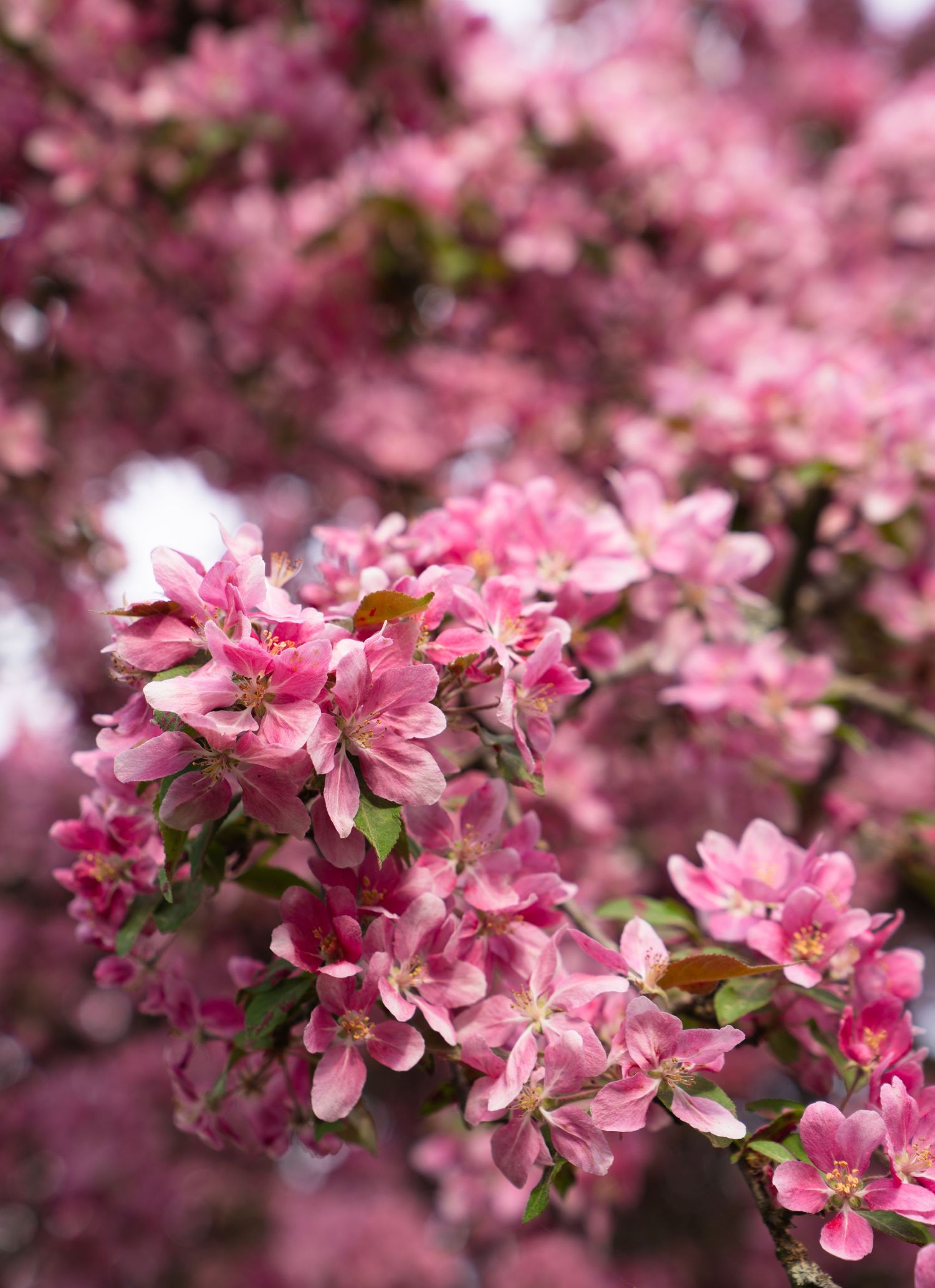 Vibrant pink cherry blossoms bloom in full spring glory with delicate petals and soft bokeh effect.