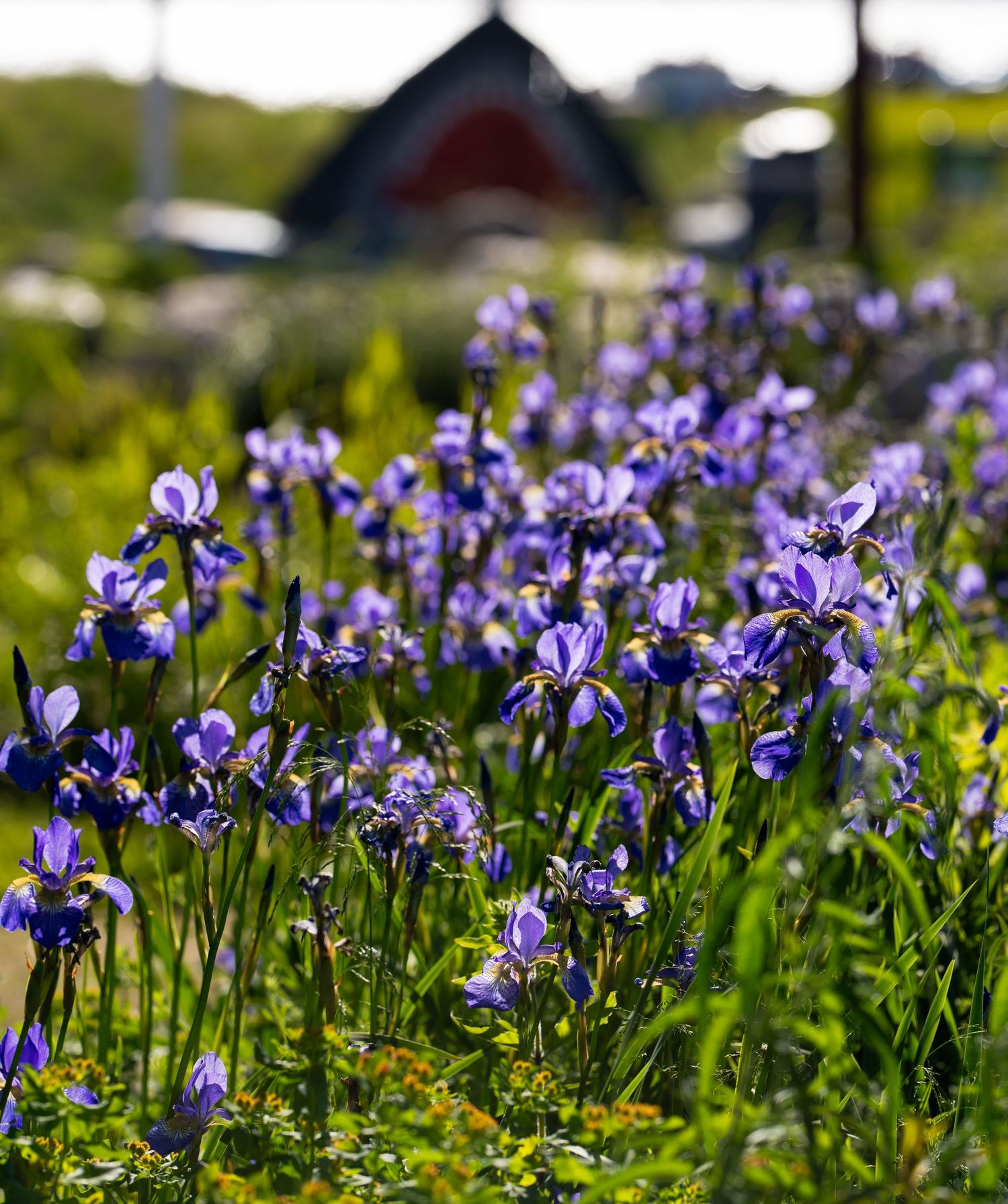 Purple iris flowers blooming in a garden with rustic barn in the background.