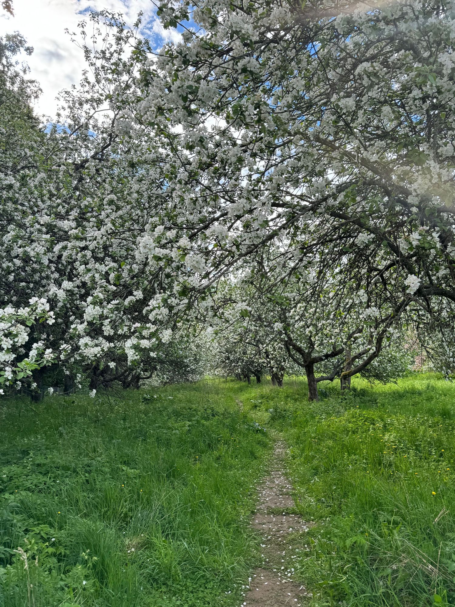 A narrow dirt path winds through a blooming apple orchard with white spring blossoms and lush green grass.