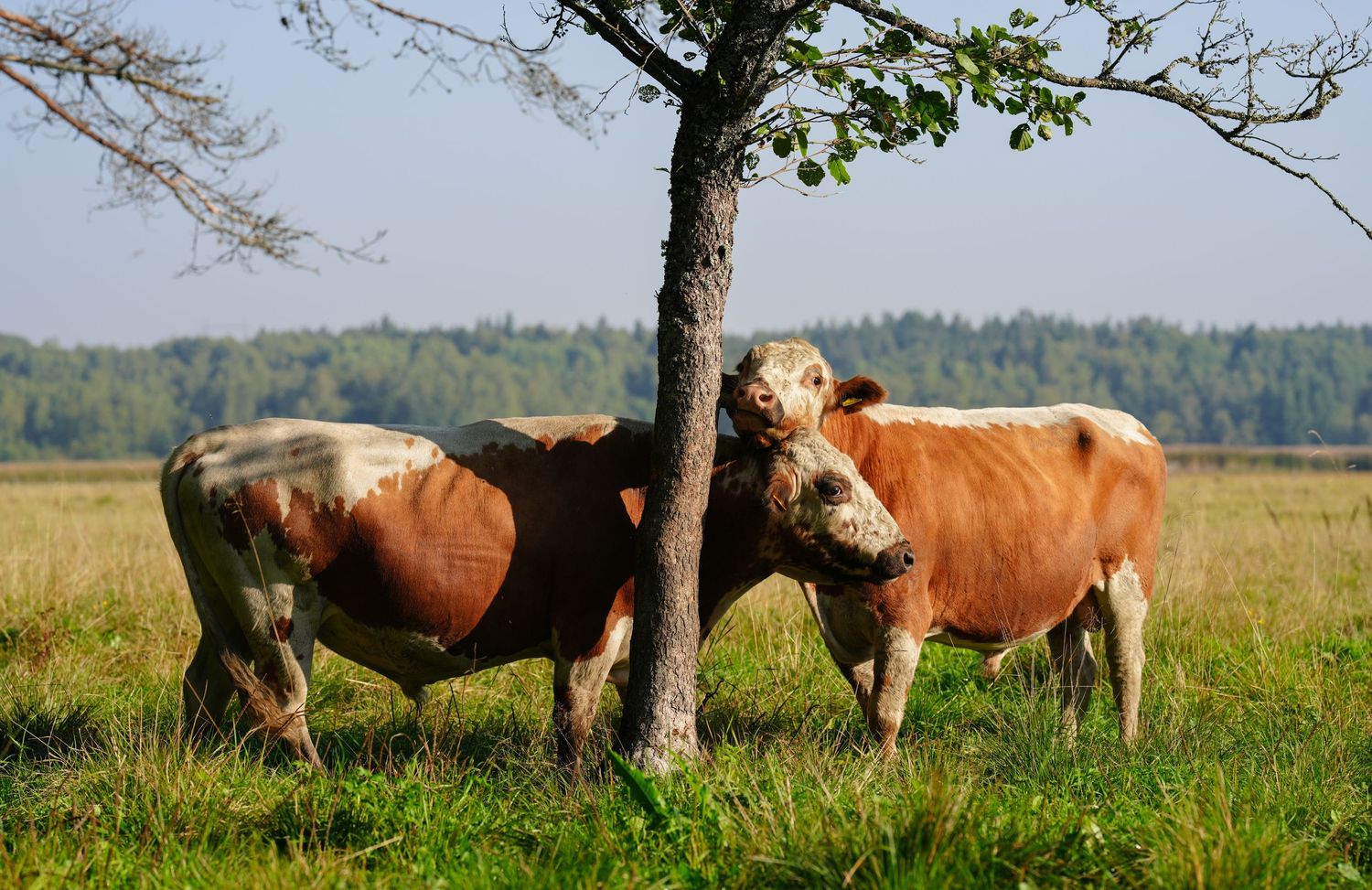 Two brown cows standing in a grassy field next to a tree on a sunny day.