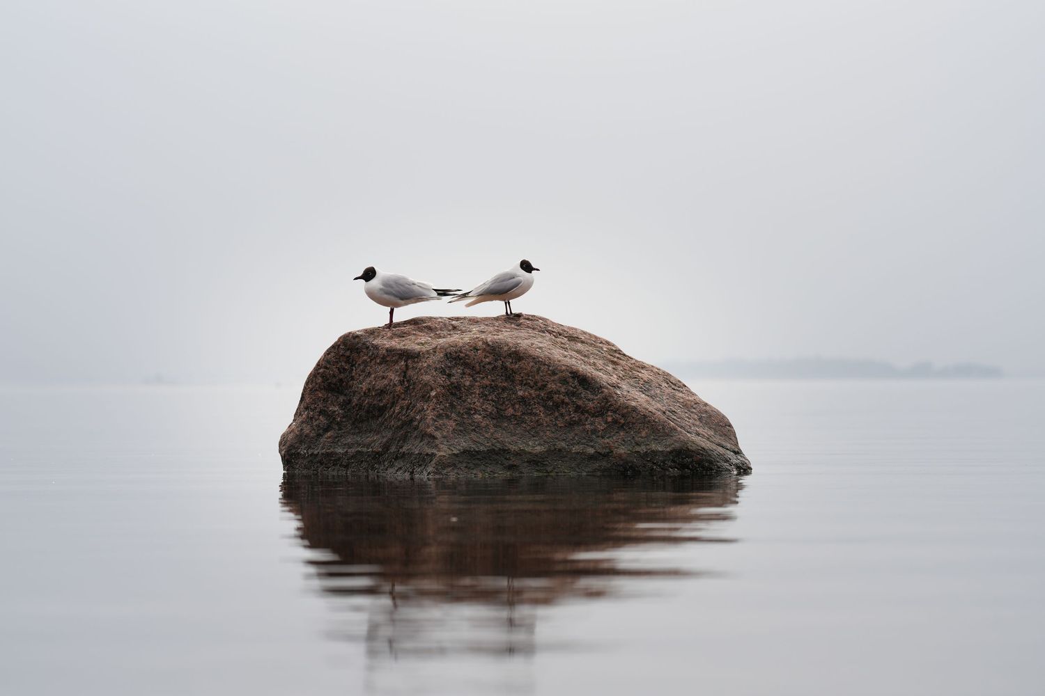 Two seagulls perched on rock in misty water creating peaceful reflection.