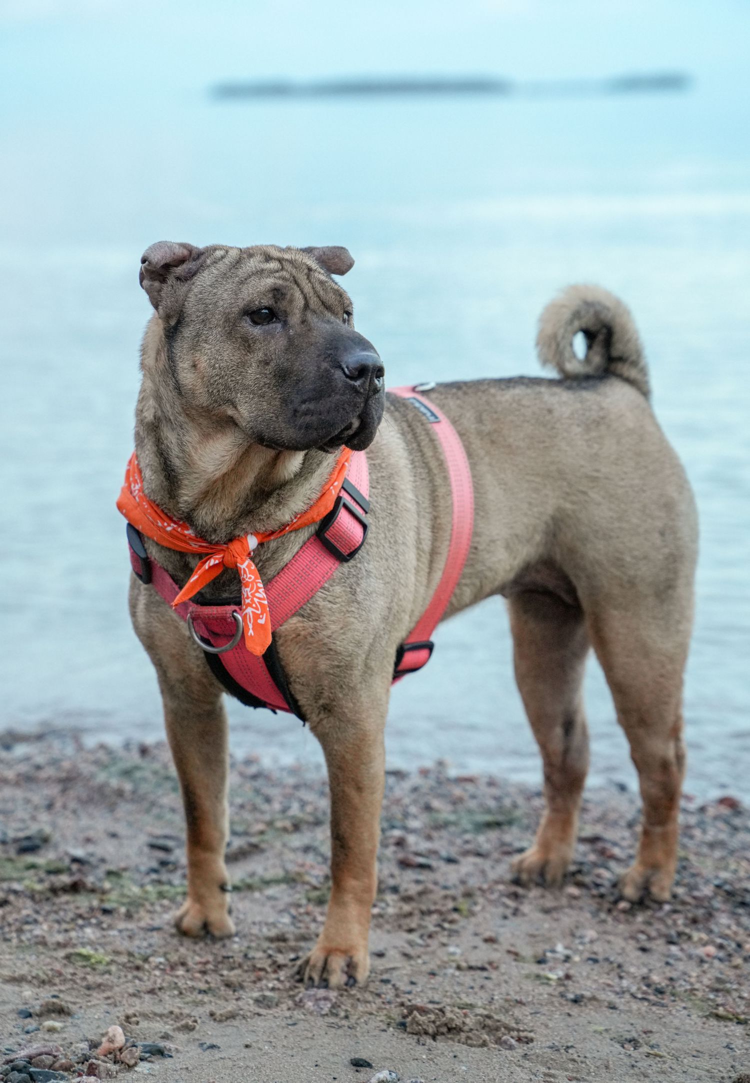 Brown dog wearing orange harness standing on beach with alert expression.